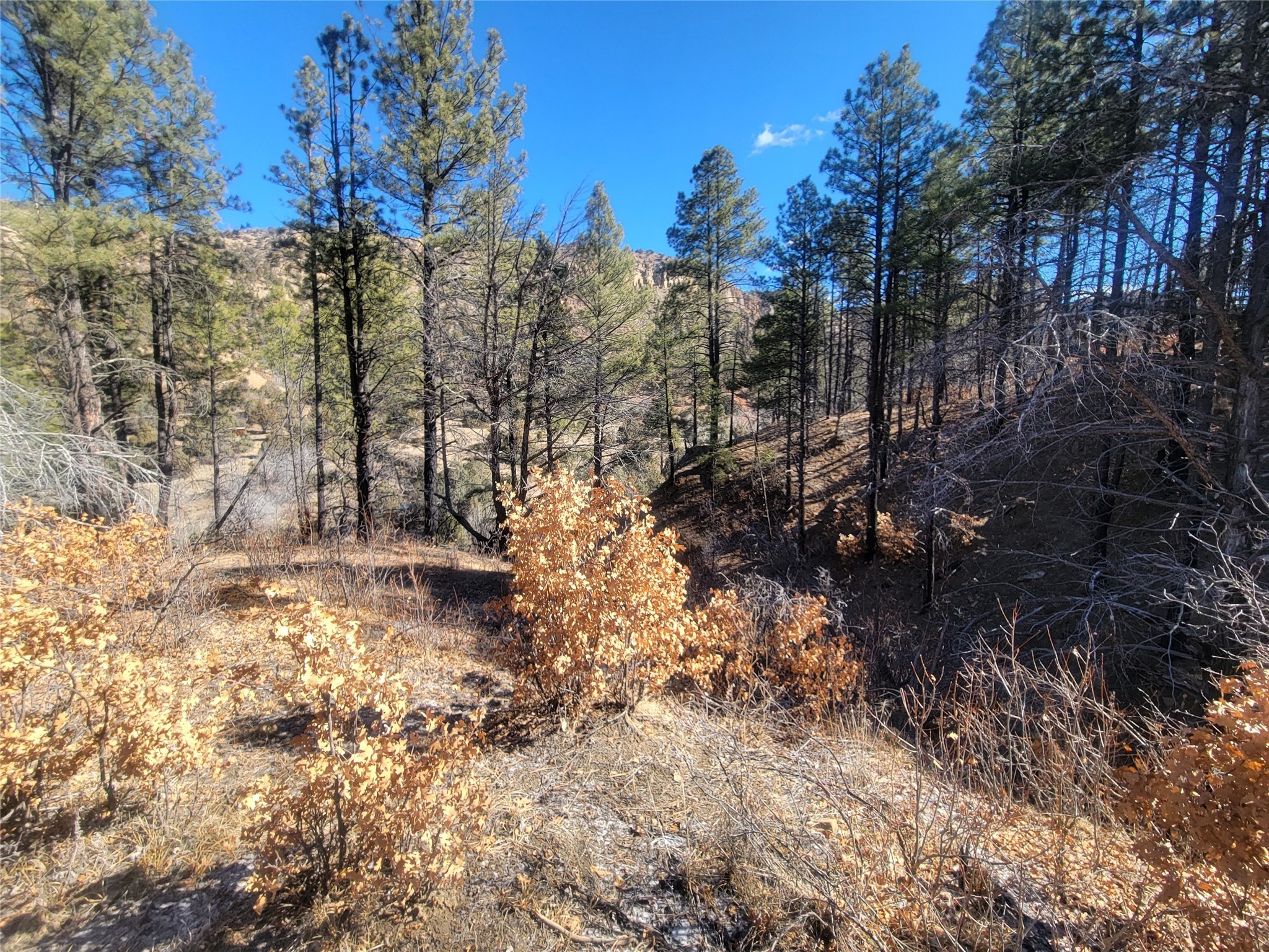 270 Cr 352, Dulce, New Mexico image 7