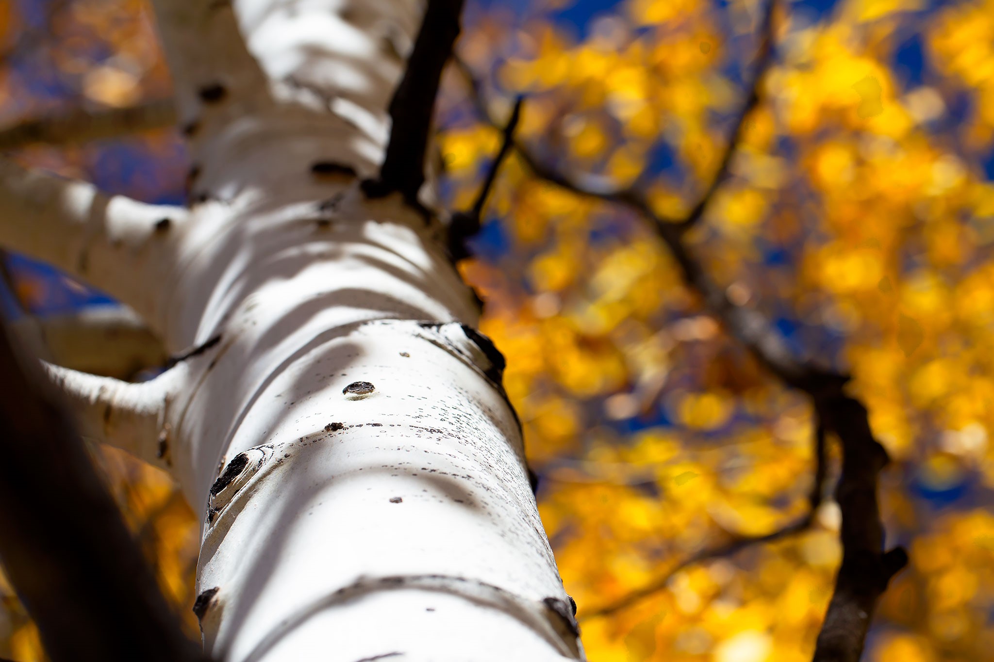 Angel Fire, New Mexico 87710, United States, ,Land,Active,154394