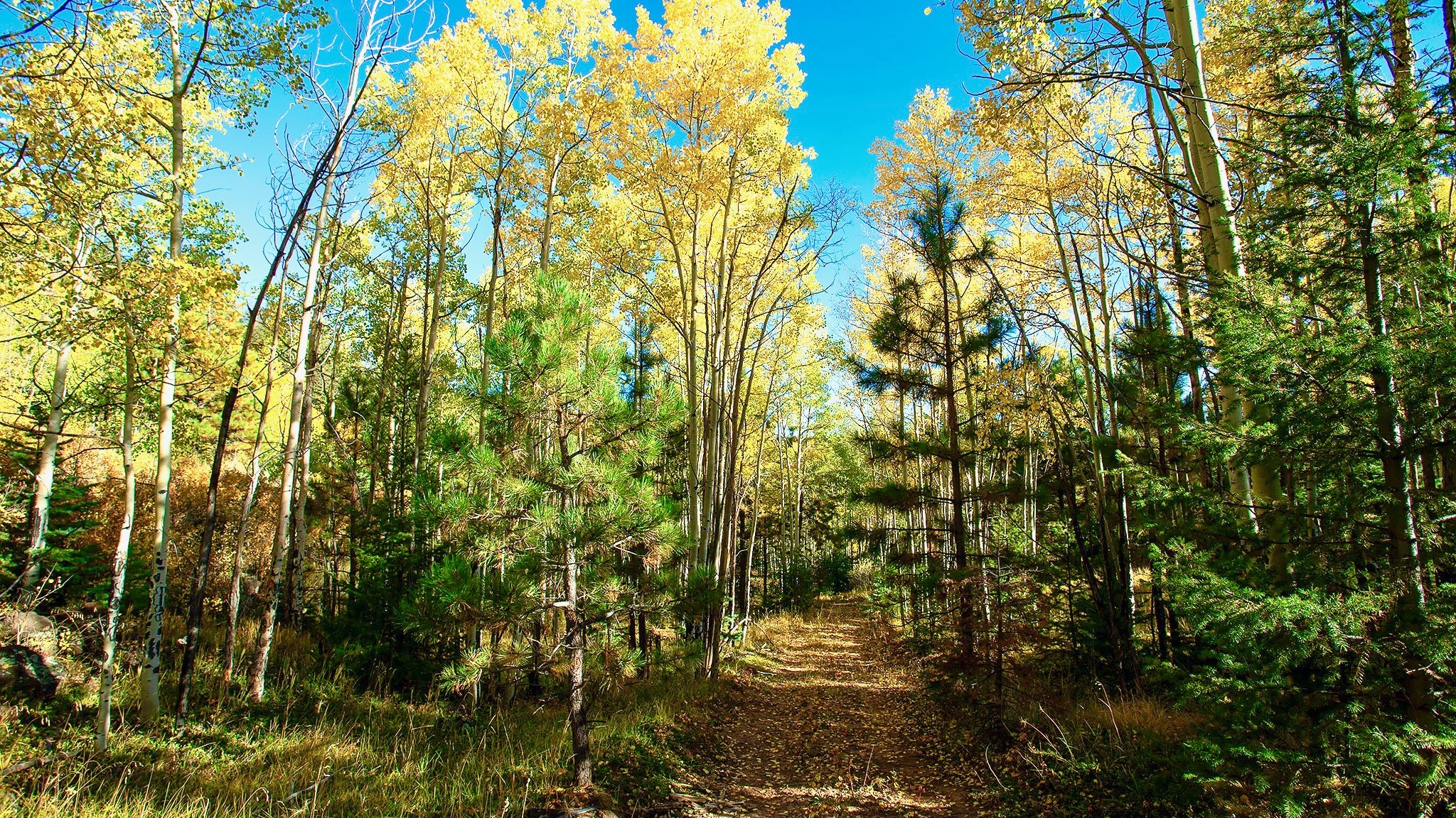 Angel Fire, New Mexico 87710, United States, ,Land,Active,154394