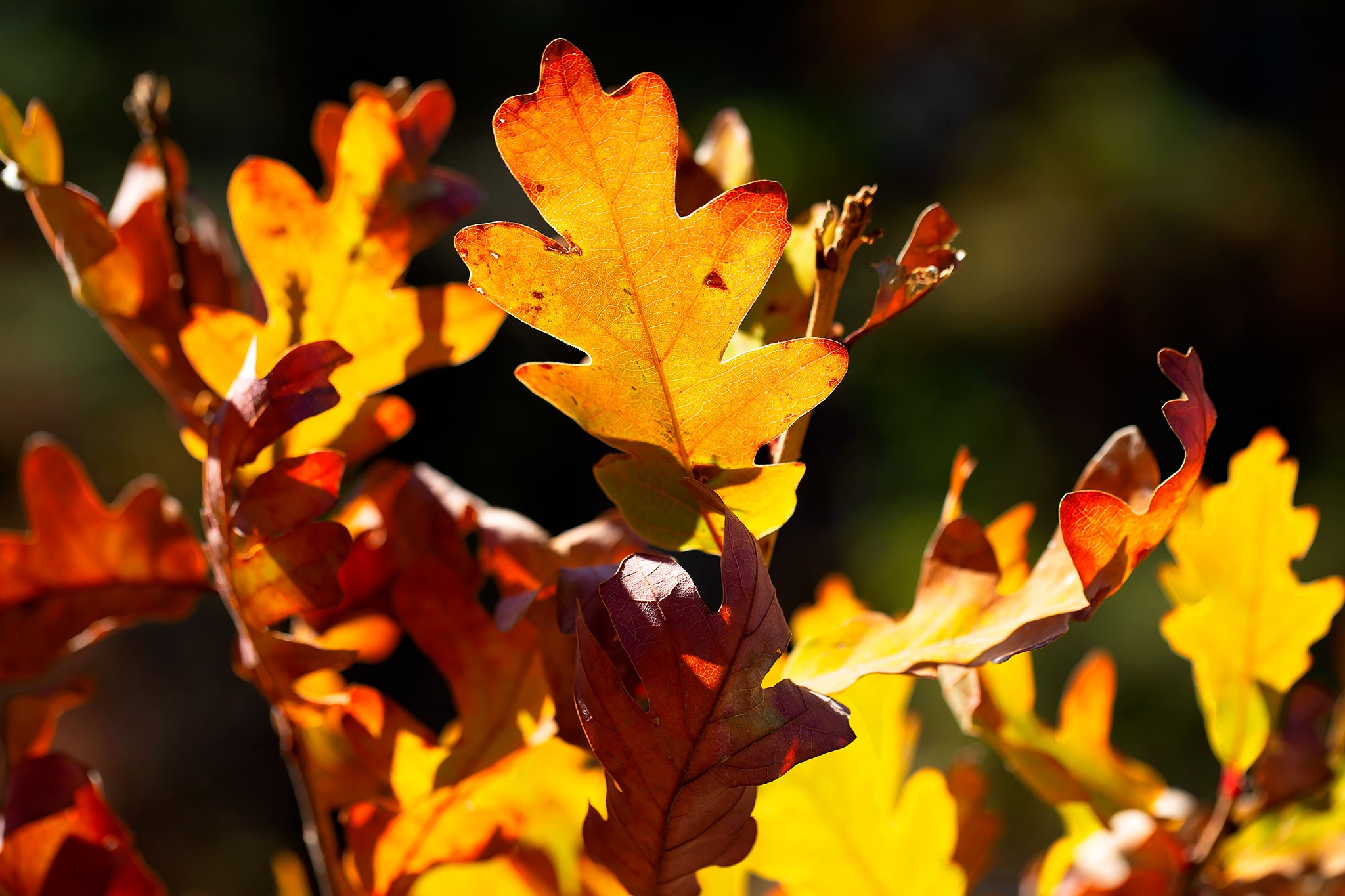 Angel Fire, New Mexico 87710, United States, ,Land,Active,154394