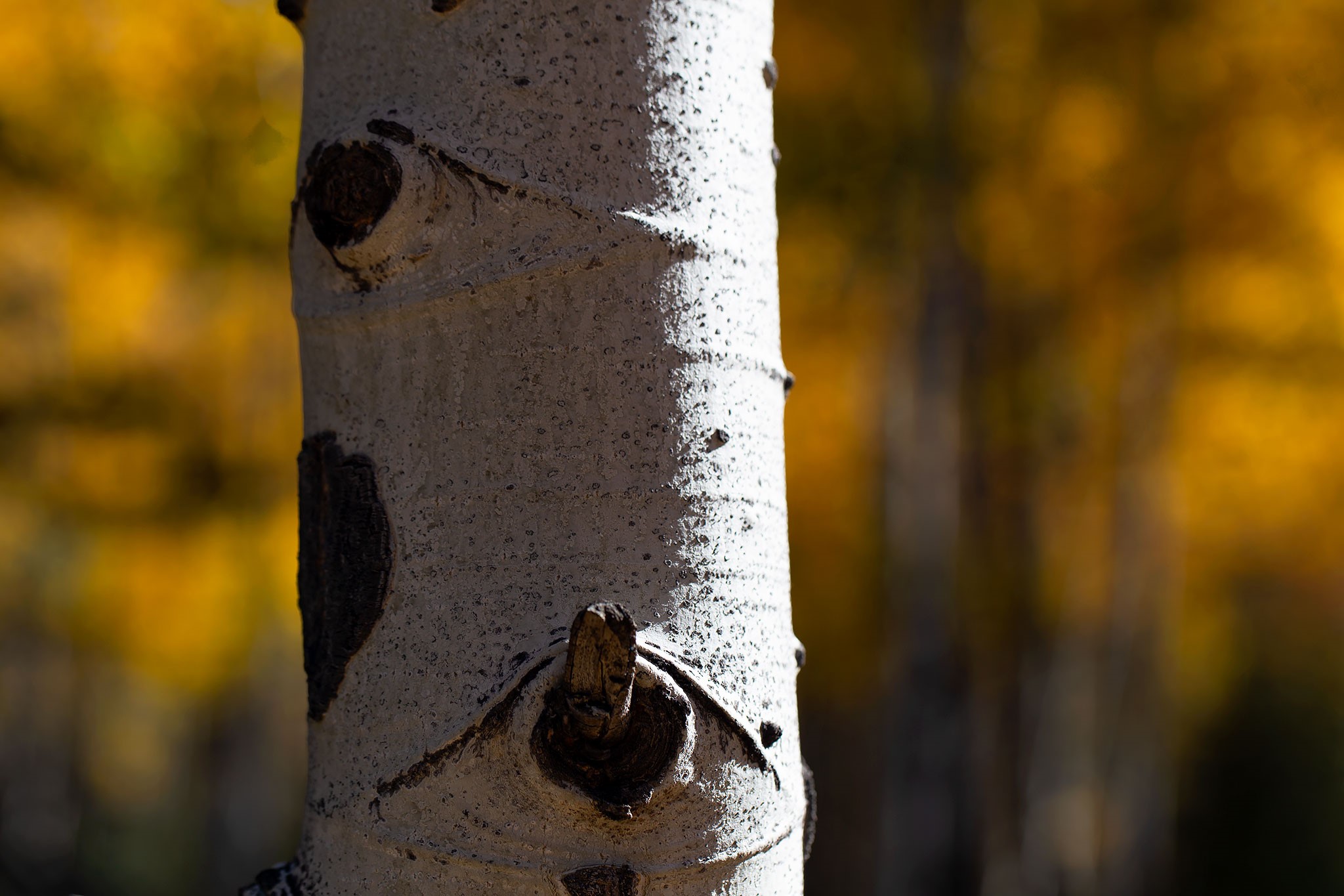 Angel Fire, New Mexico 87710, United States, ,Land,Active,154394