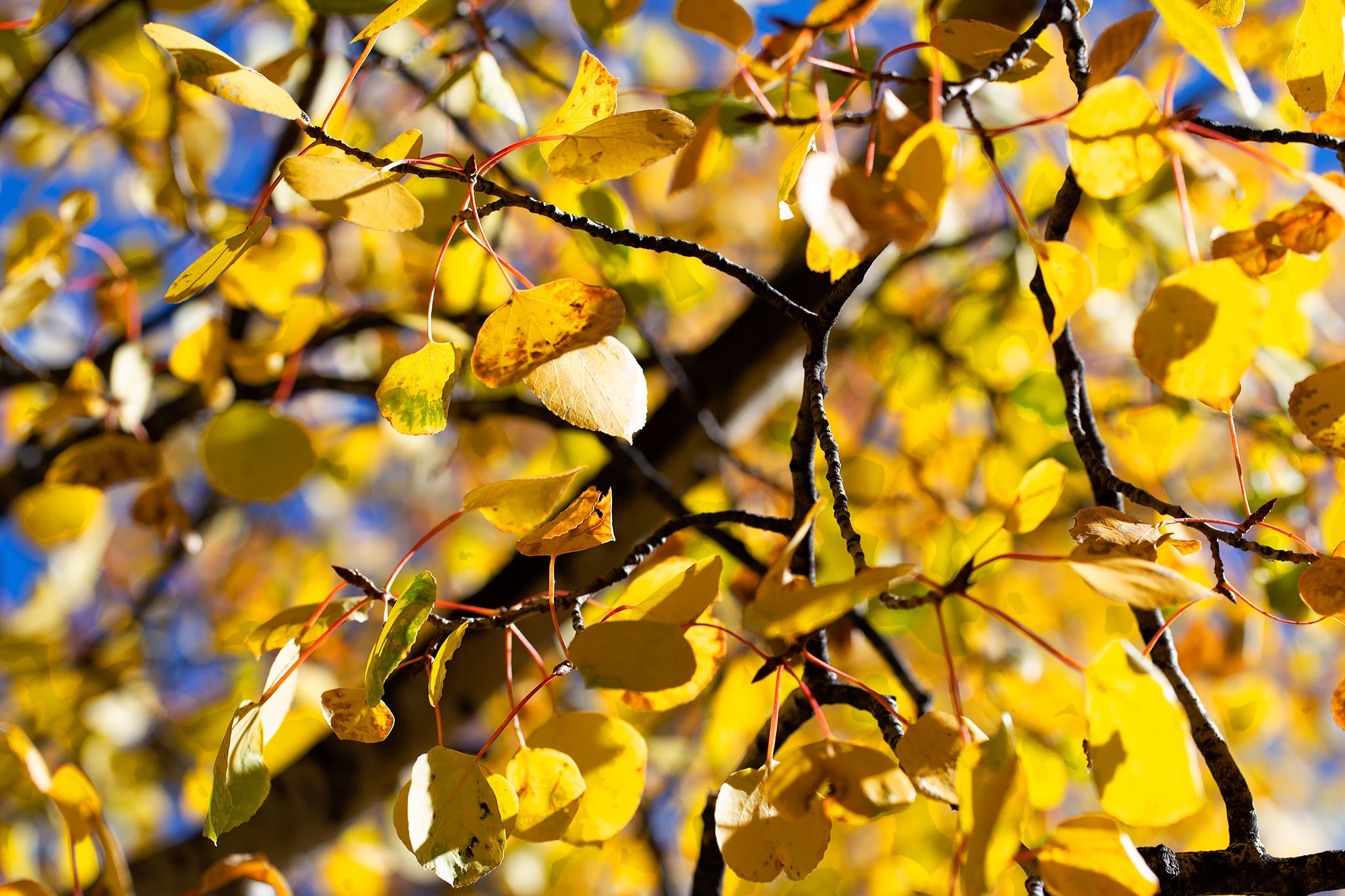 Angel Fire, New Mexico 87710, United States, ,Land,Active,154394