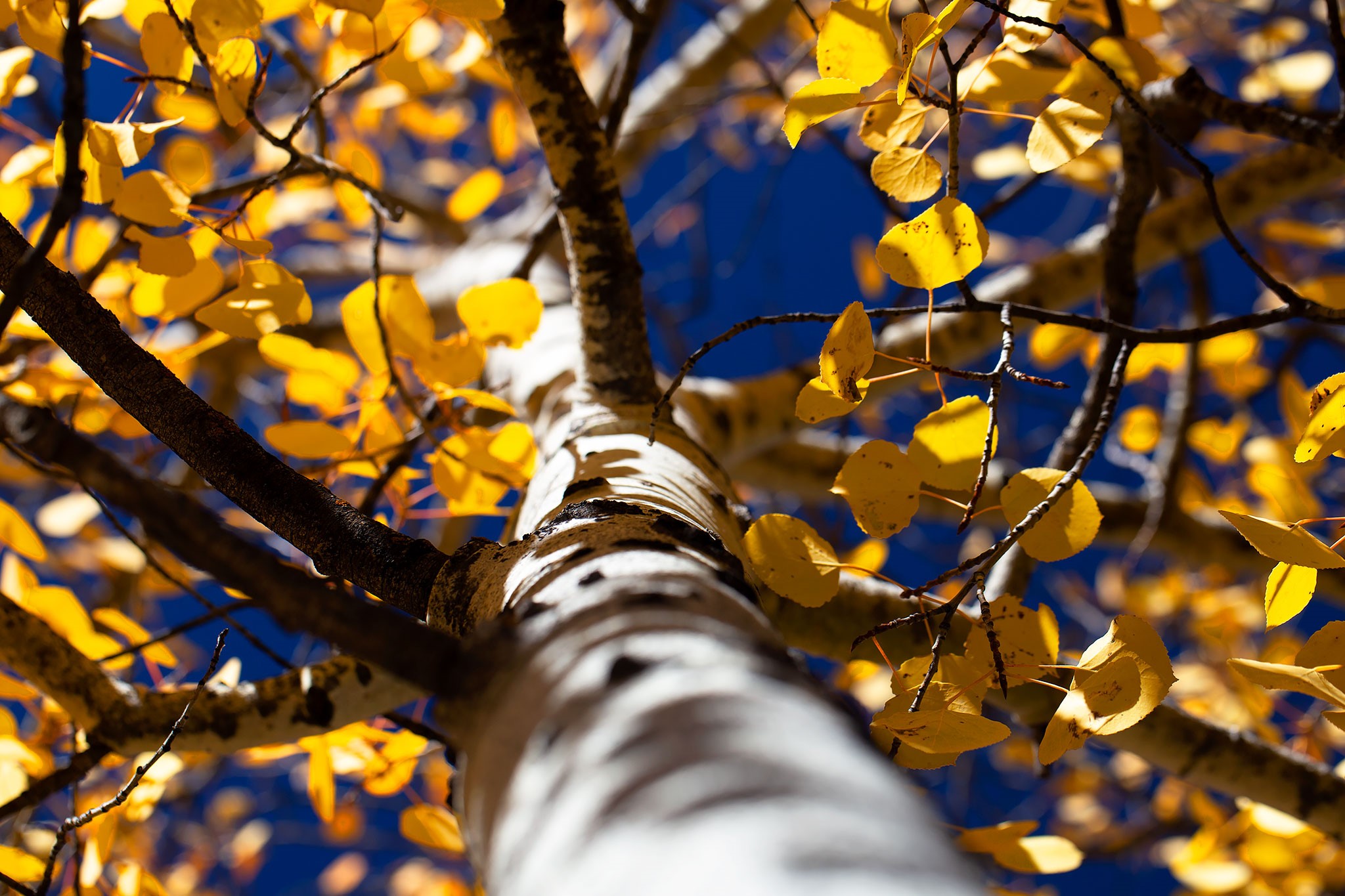 Angel Fire, New Mexico 87710, United States, ,Land,Active,154394