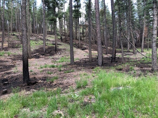 79 PENDARIES VILLAGE LN, ROCIADA, NM 87742 - Image 8d867a2417d07c823cc4166c8faa0ef3/663739194