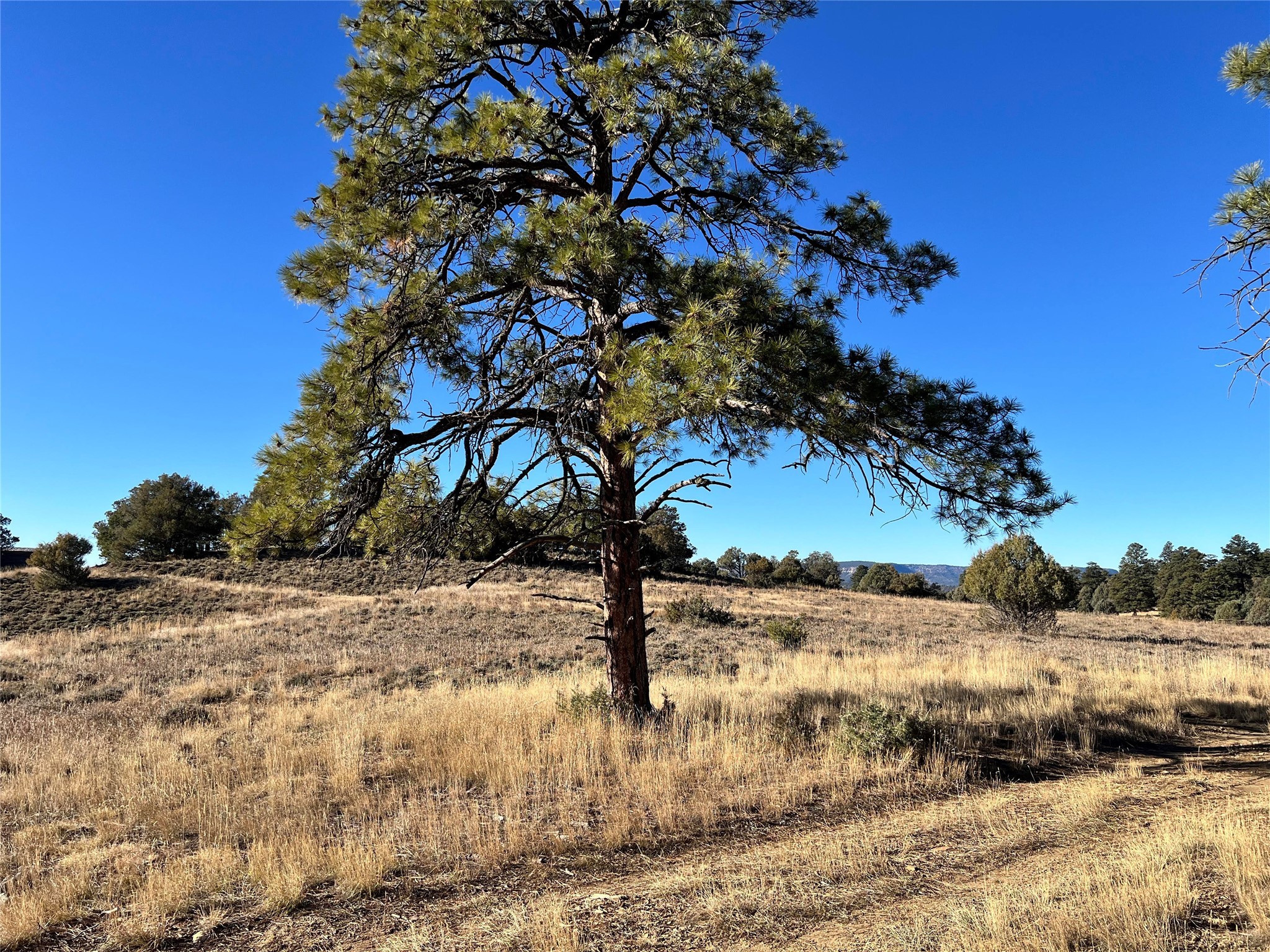 Vista Isla, Los Ojos, New Mexico image 2