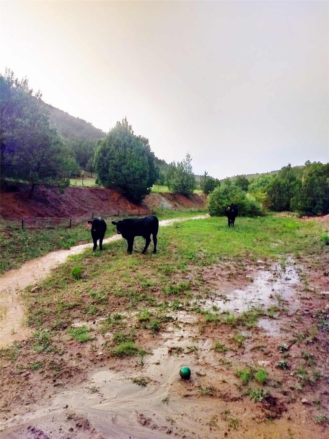 53 County Road B44c, Pecos, New Mexico image 50