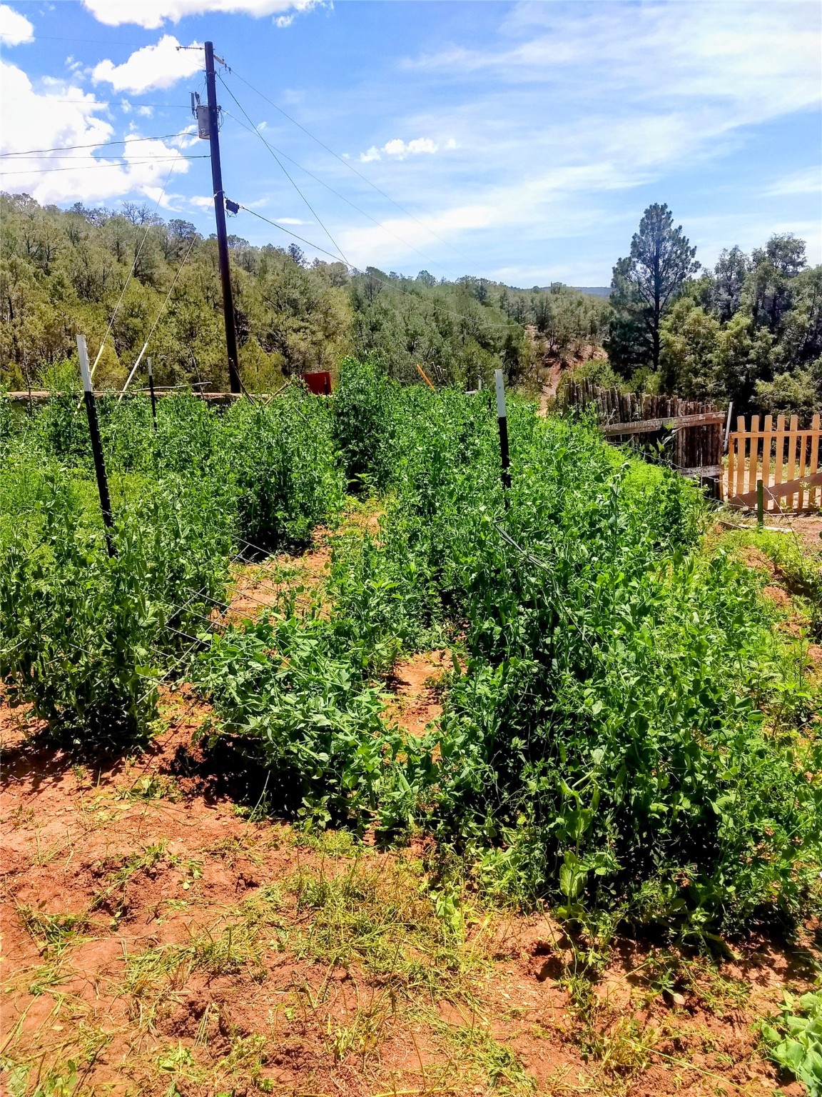 53 County Road B44c, Pecos, New Mexico image 48