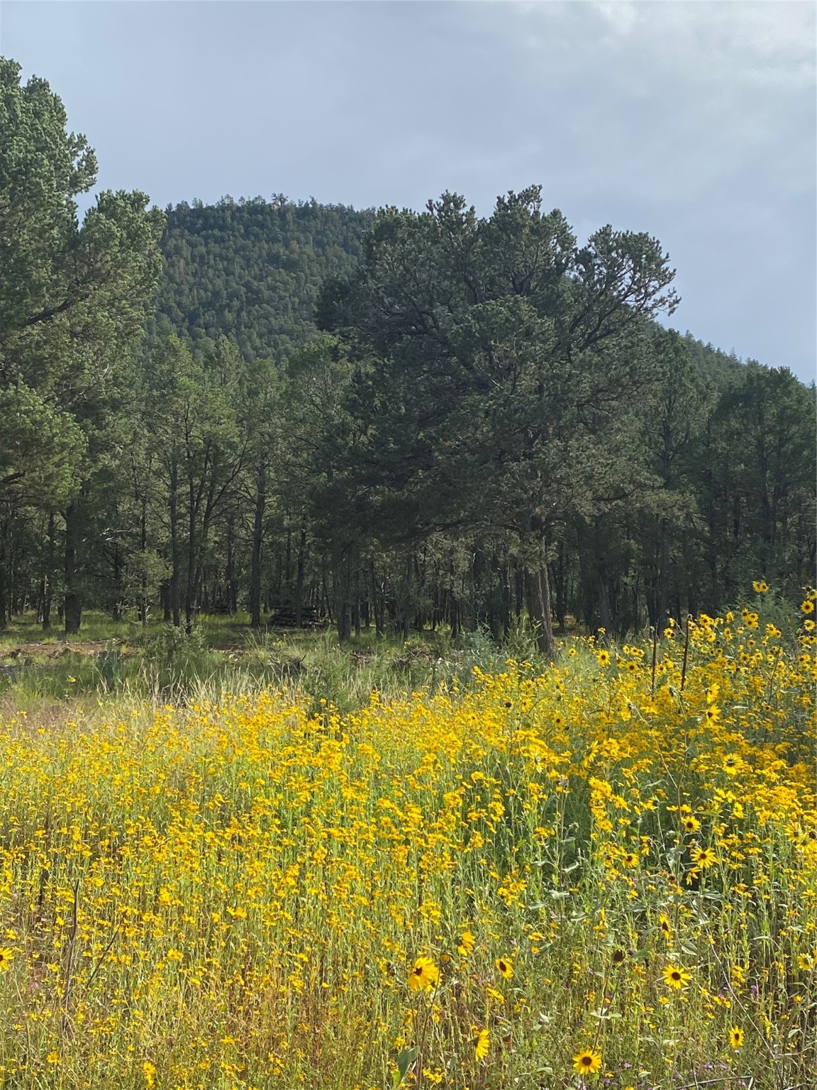 34 (Lot 3) The Cliffs, Glorieta, New Mexico image 5