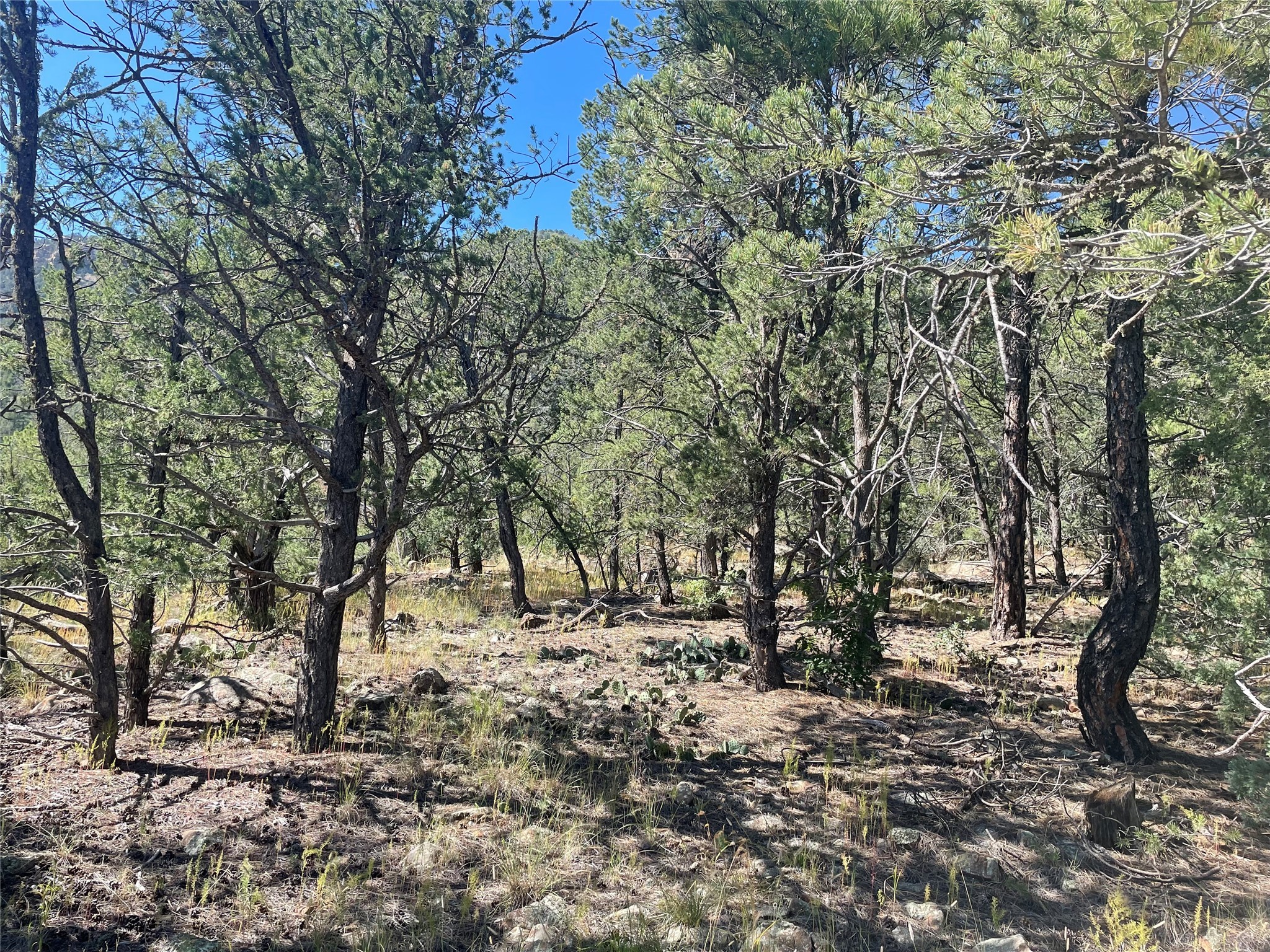 Lot 5B4 Wildflower Lane, Rowe, New Mexico image 14