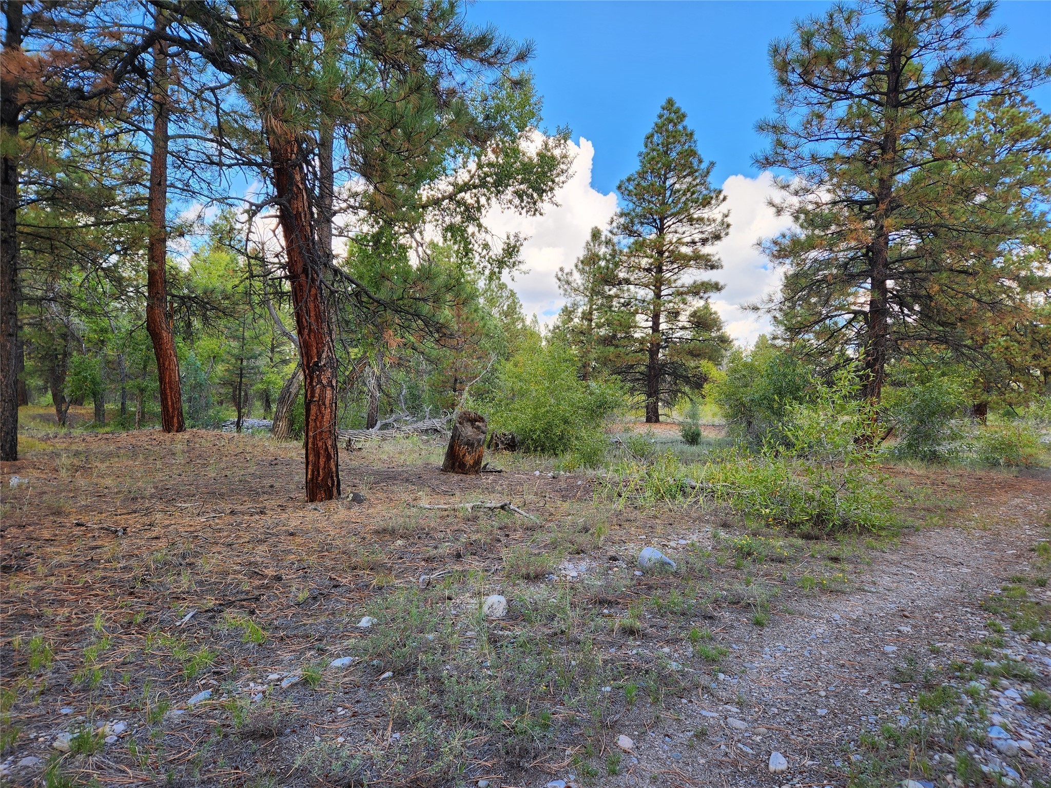 TBD St Rd 512, Chama, New Mexico image 16