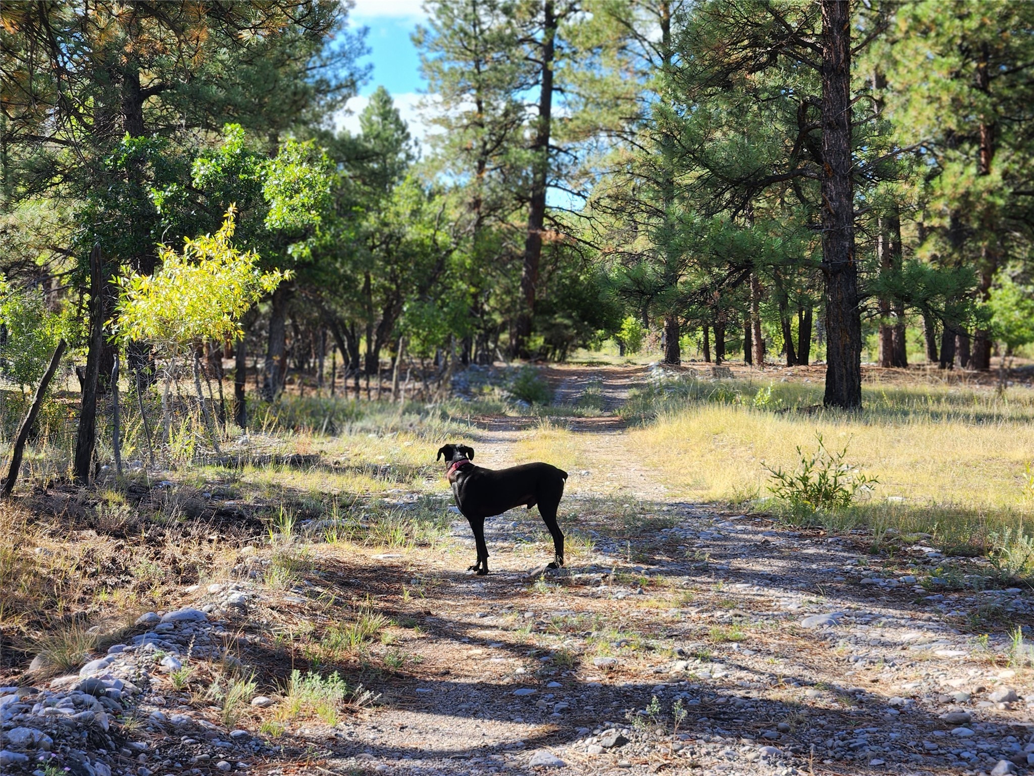 TBD St Rd 512, Chama, New Mexico image 6