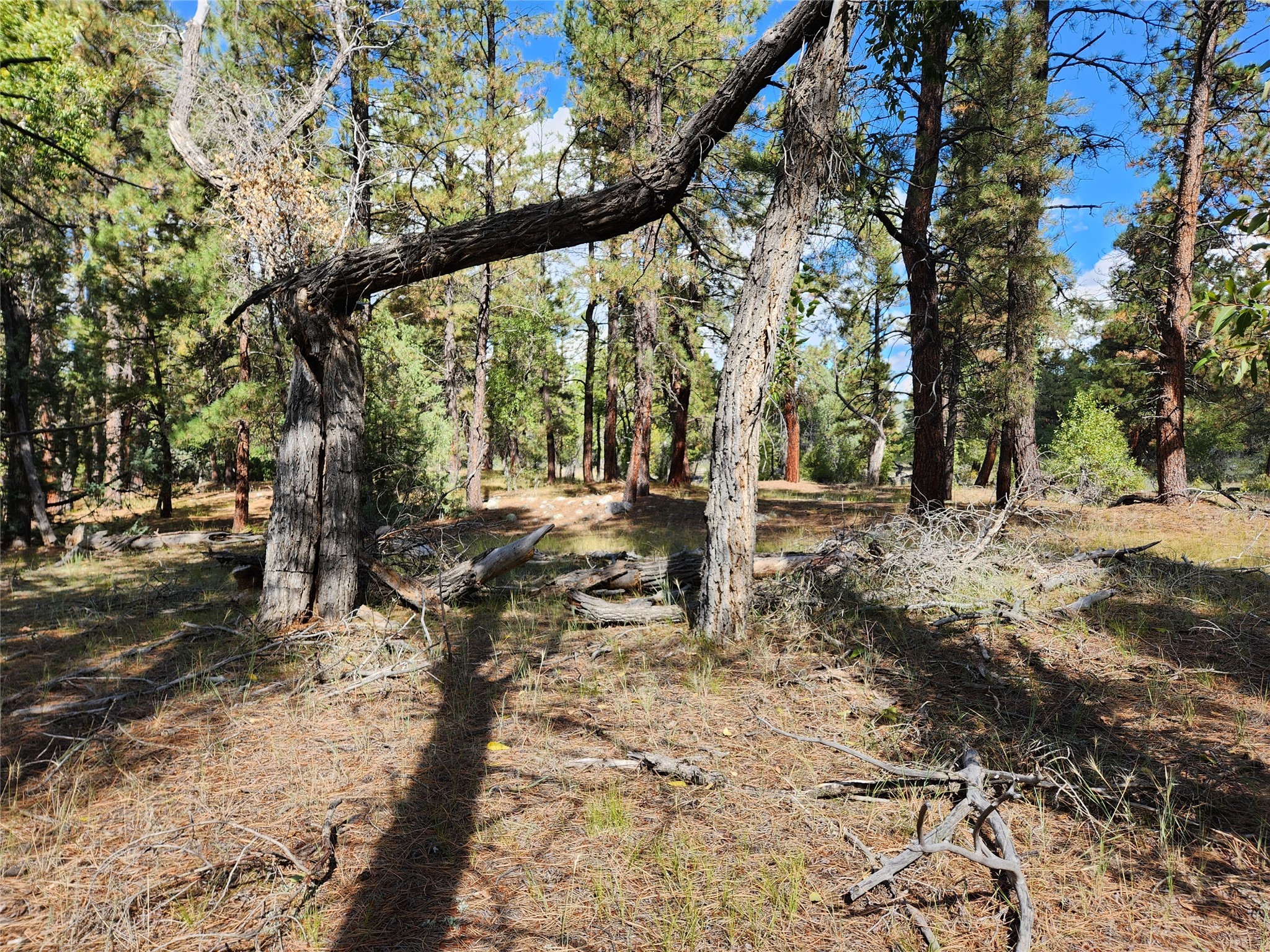 TBD St Rd 512, Chama, New Mexico image 18