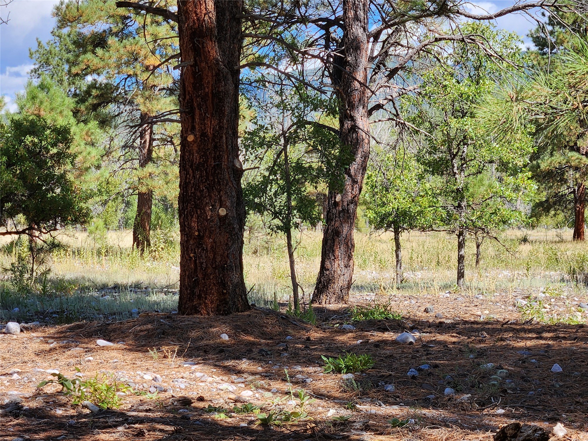 TBD St Rd 512, Chama, New Mexico image 25