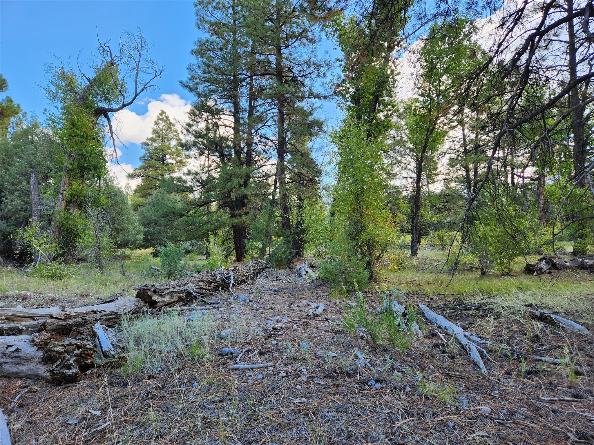 TBD St Rd 512, Chama, New Mexico image 21