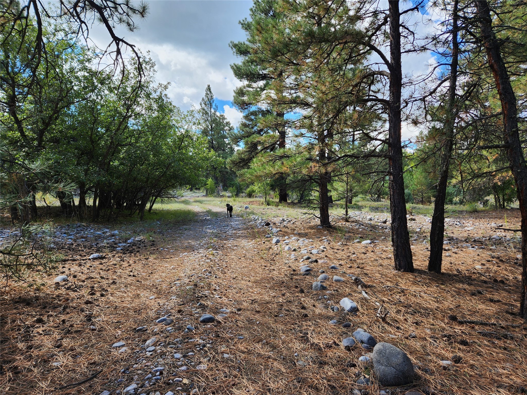 TBD St Rd 512, Chama, New Mexico image 14