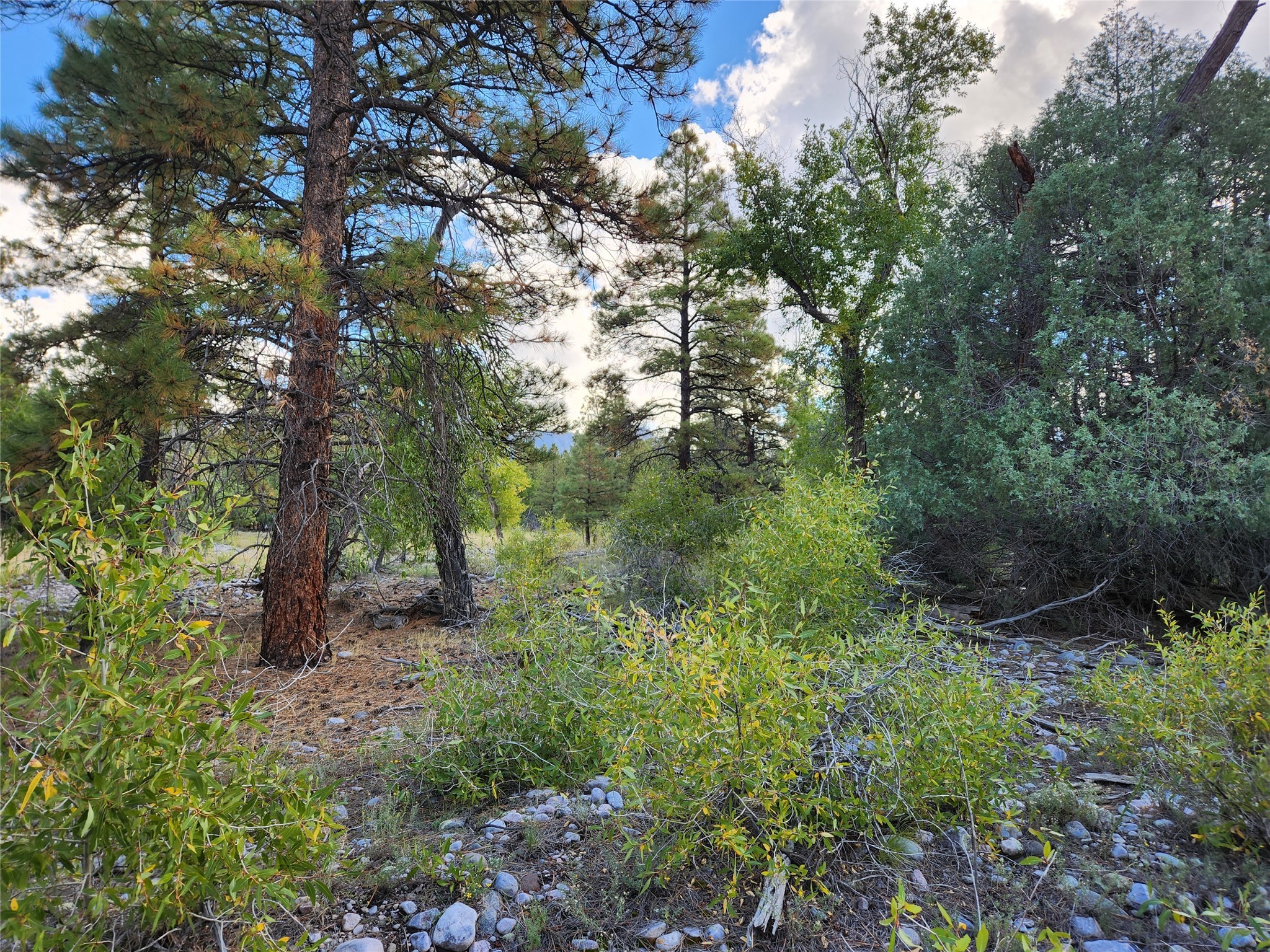 TBD St Rd 512, Chama, New Mexico image 23