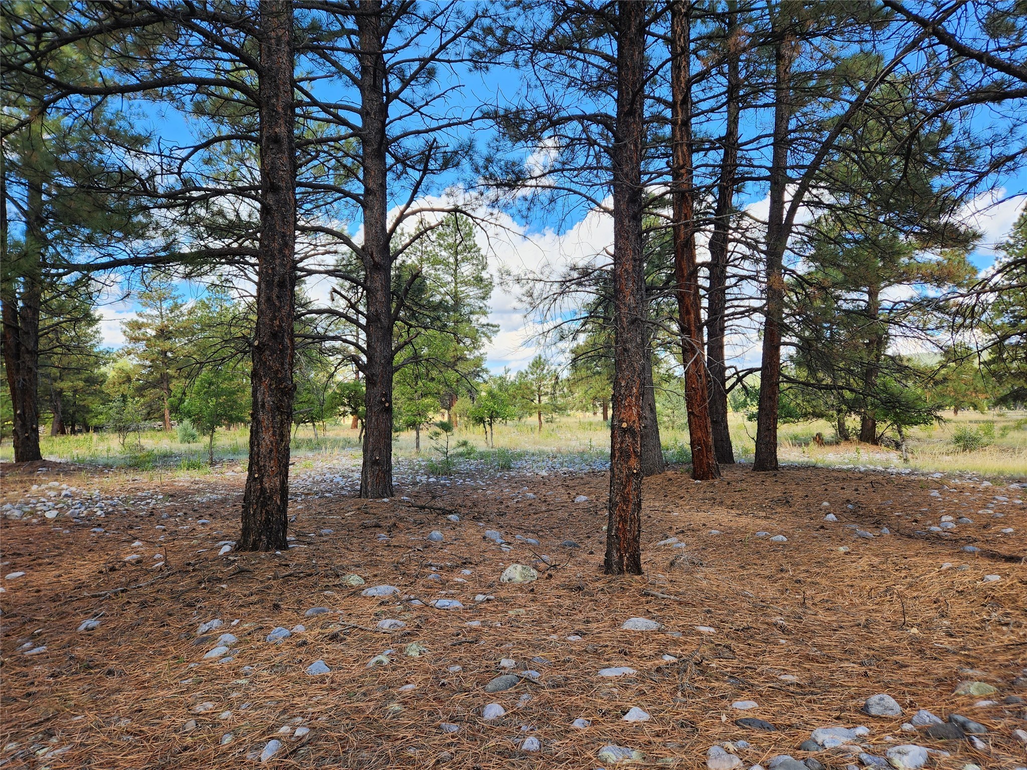 TBD St Rd 512, Chama, New Mexico image 15