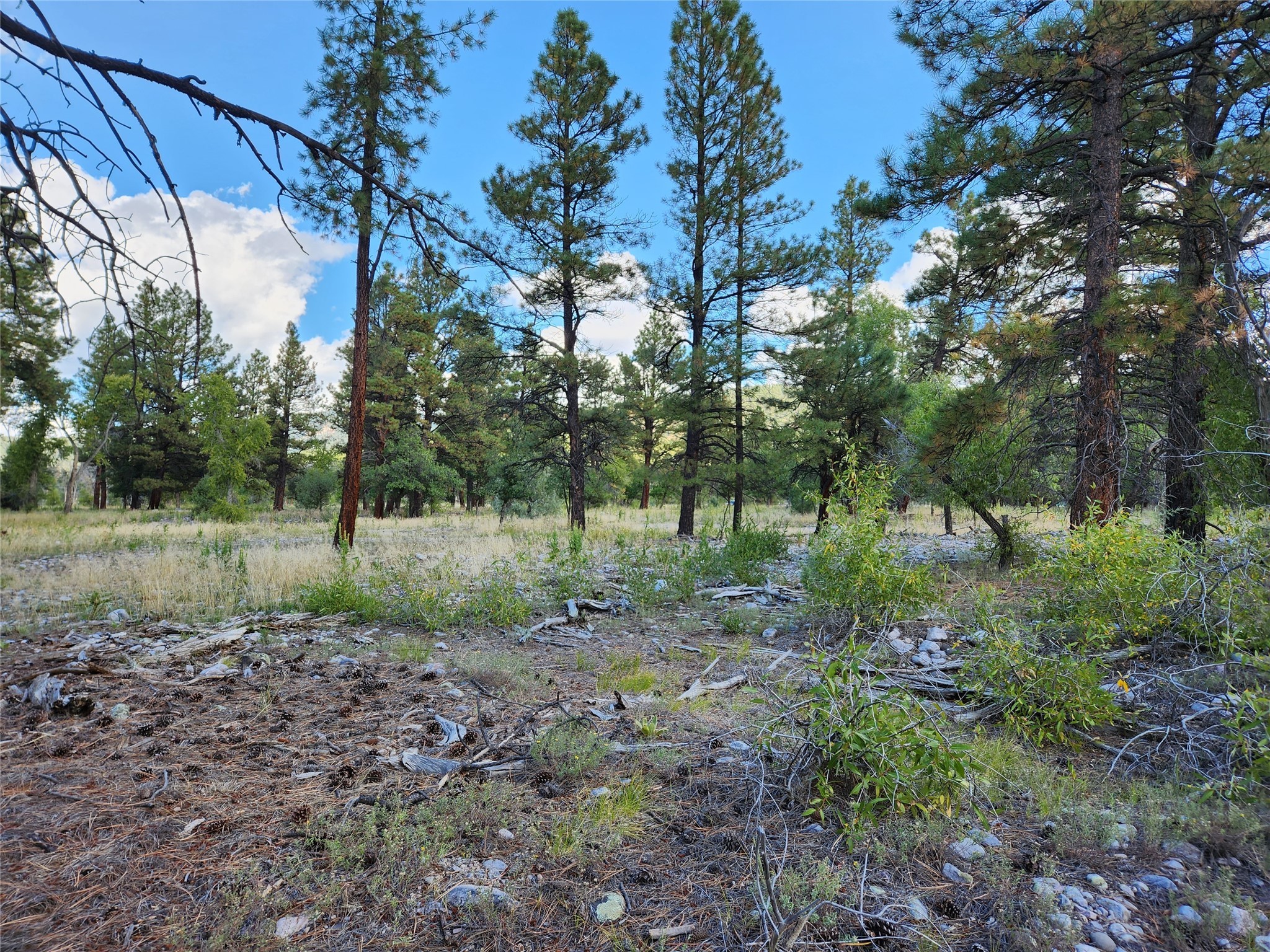 TBD St Rd 512, Chama, New Mexico image 22