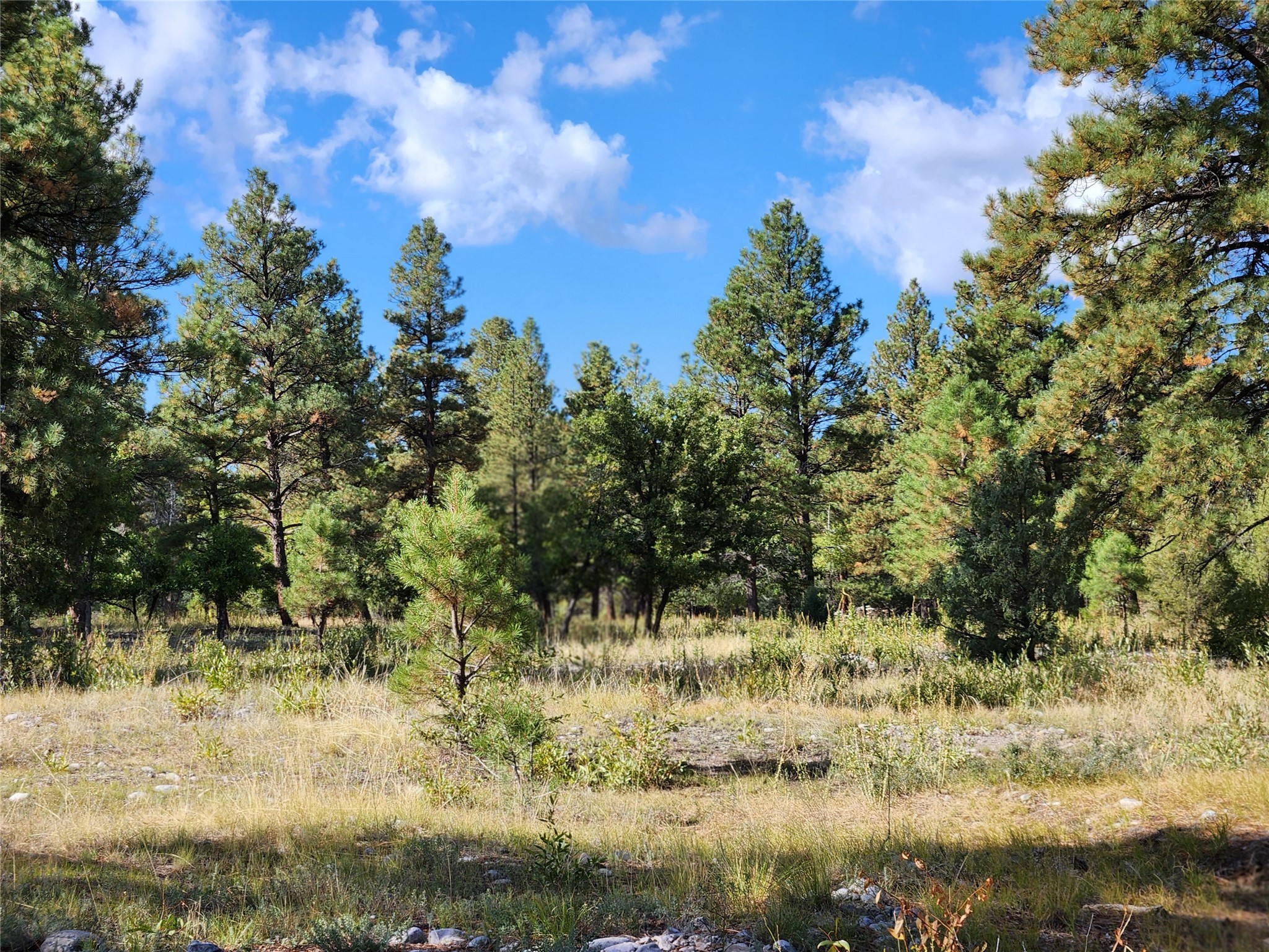 TBD St Rd 512, Chama, New Mexico image 10