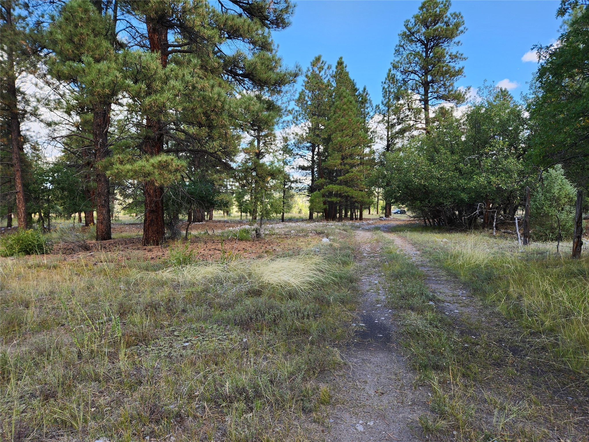 TBD St Rd 512, Chama, New Mexico image 2