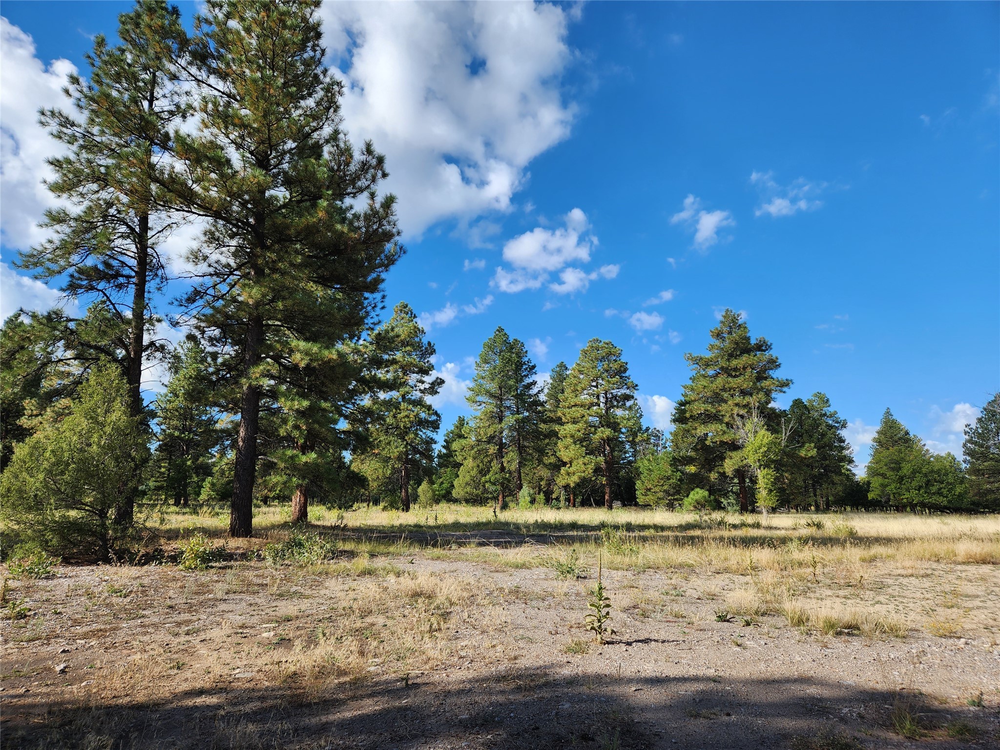 TBD St Rd 512, Chama, New Mexico image 8