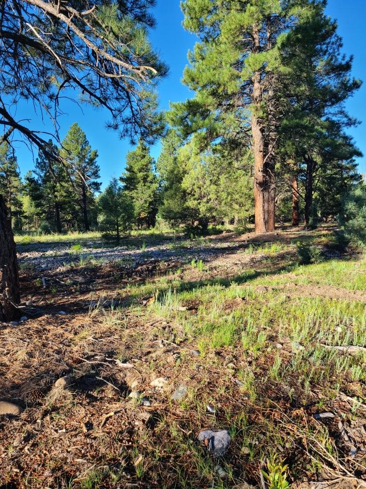 TBD St Rd 512, Chama, New Mexico image 3