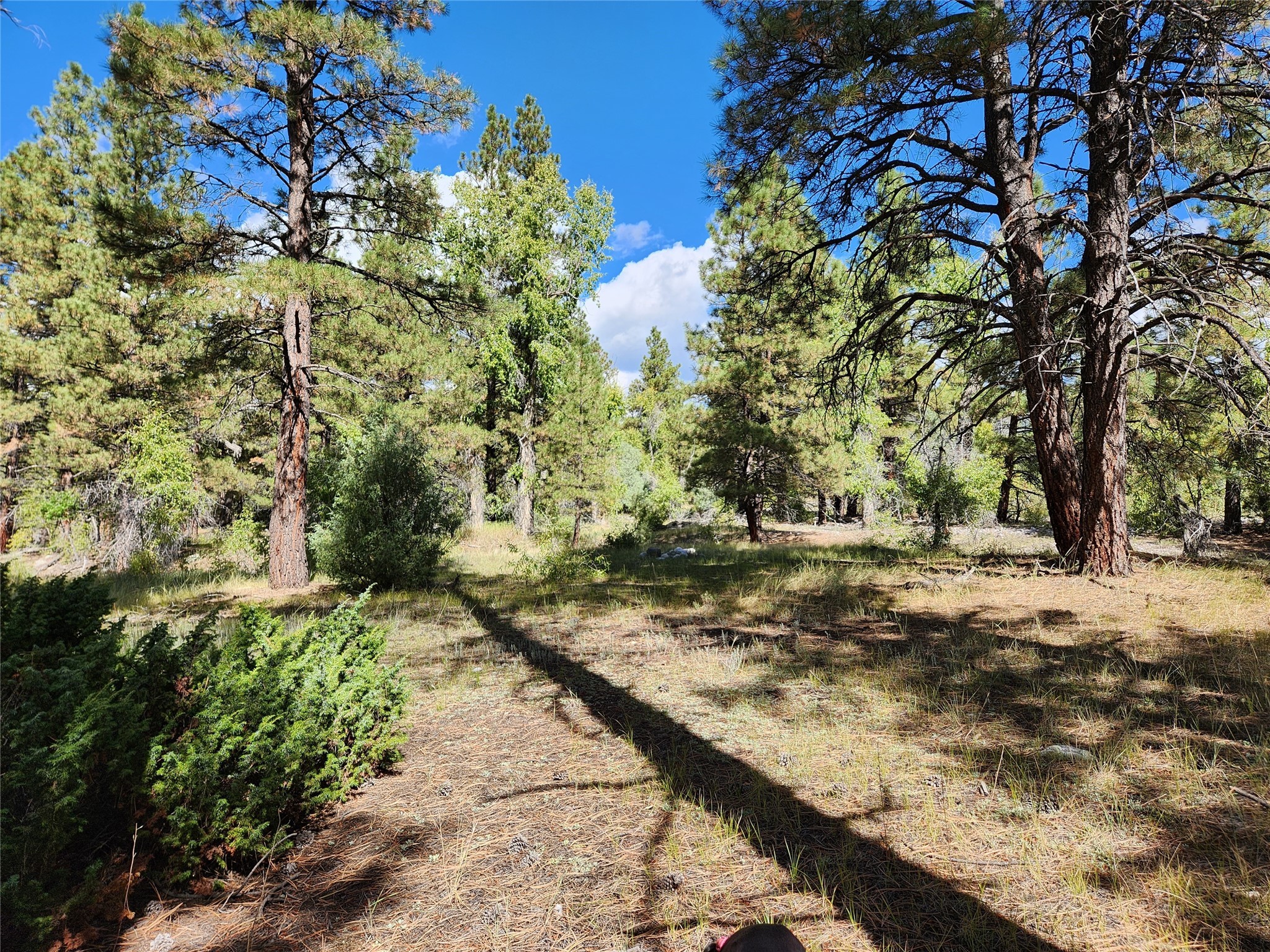 TBD St Rd 512, Chama, New Mexico image 20