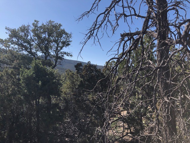 Lots 202122 Mountain Road, La Madera, New Mexico image 4