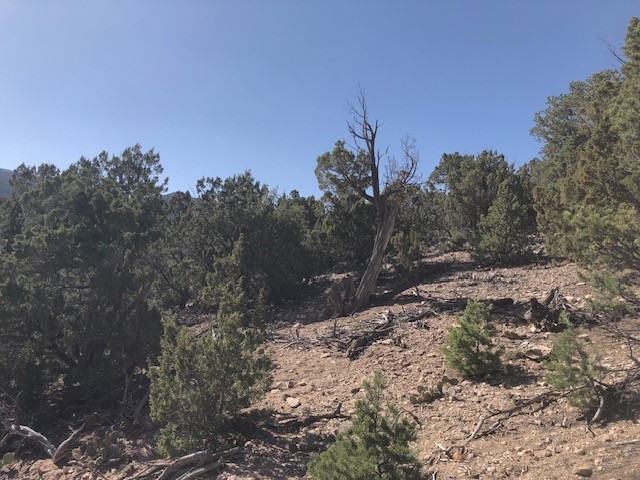 Lots 202122 Mountain Road, La Madera, New Mexico image 6