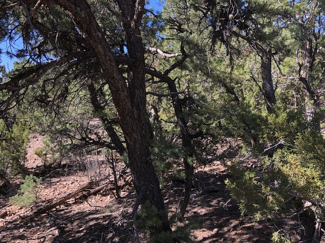 Lots 202122 Mountain Road, La Madera, New Mexico image 5