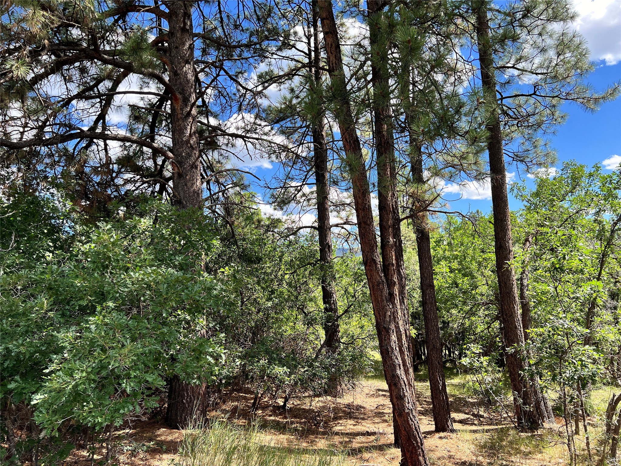 Block 2, Lot 15, Brazos Estates, Chama, New Mexico image 1