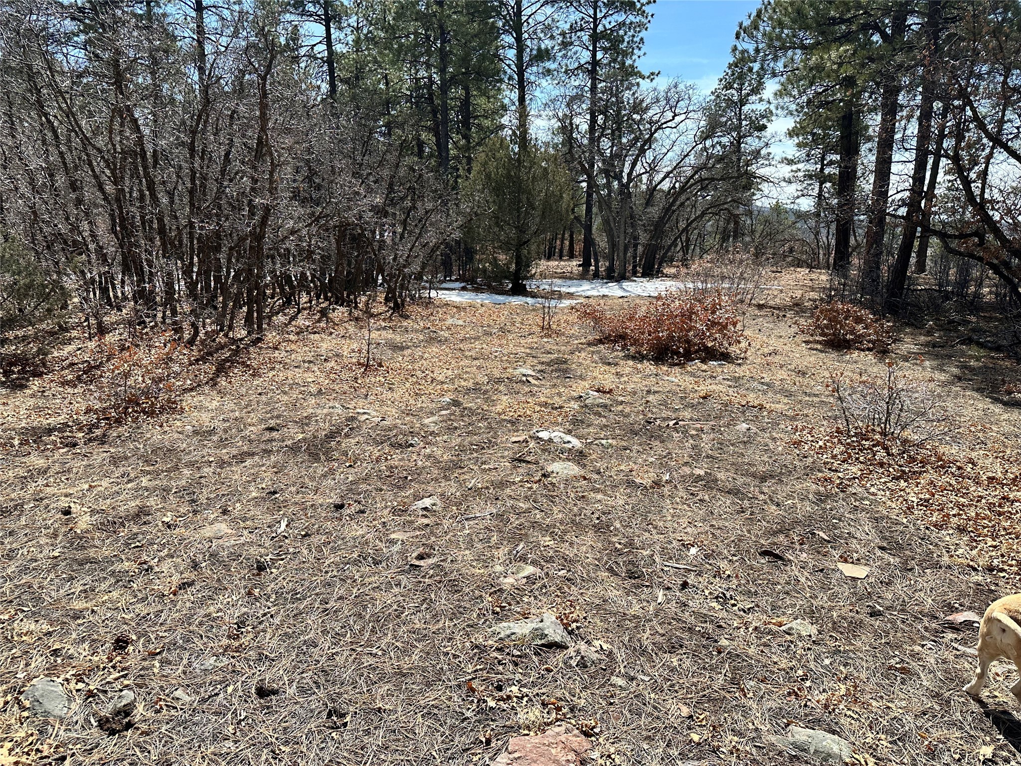 3 Forks, Chama, New Mexico image 3