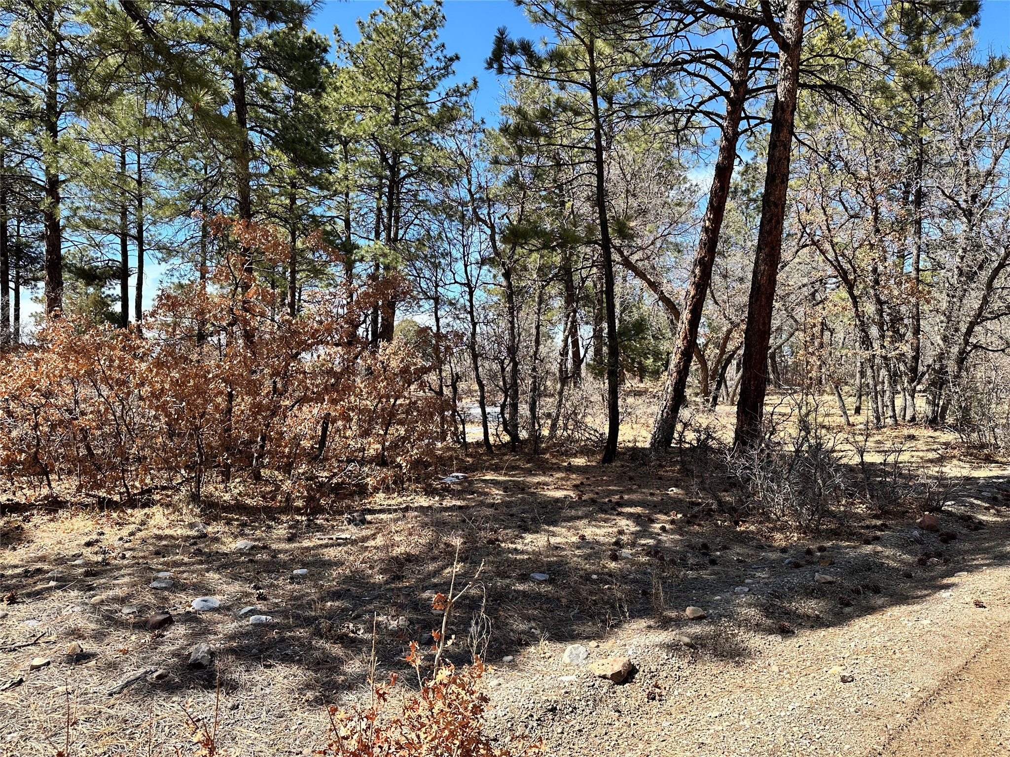 3 Forks, Chama, New Mexico image 18