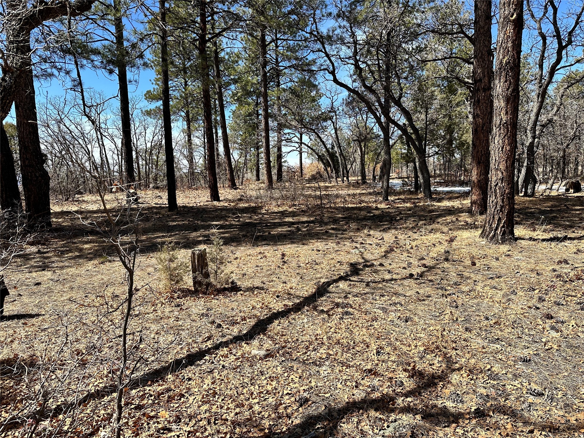 3 Forks, Chama, New Mexico image 19