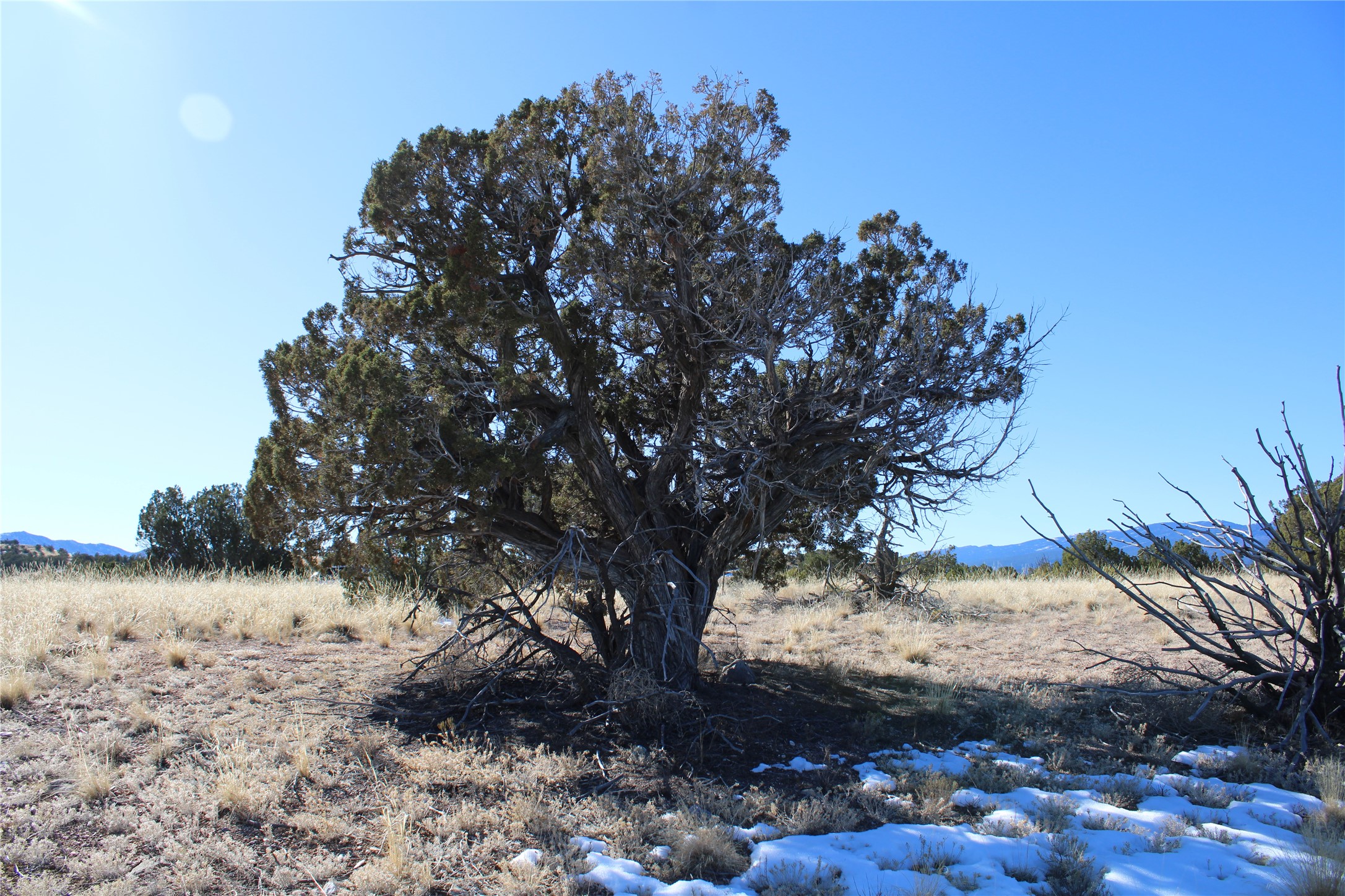 105 Acres, Sandia Park, New Mexico image 3