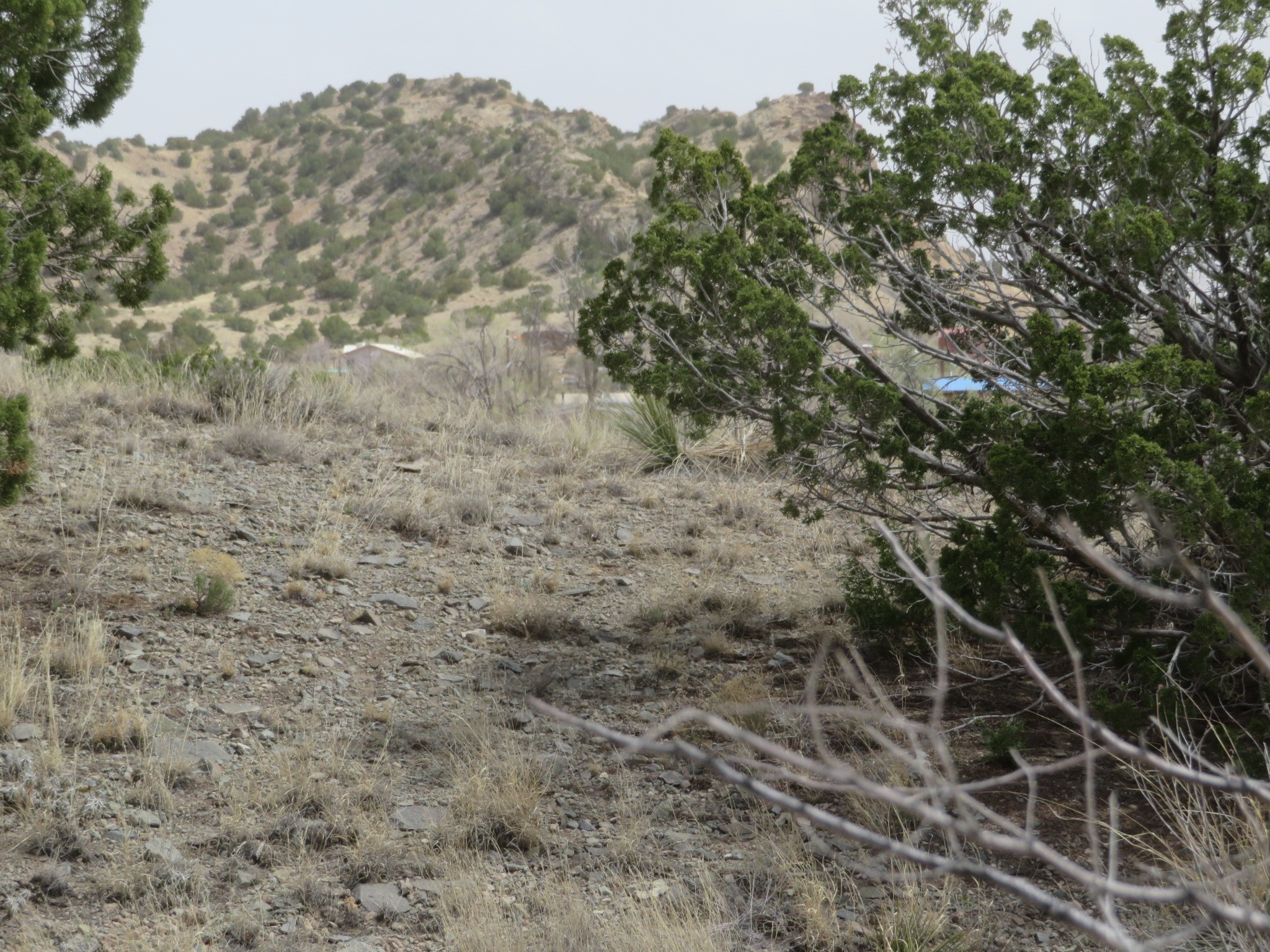 Yerba Buena, Cerrillos, New Mexico image 12