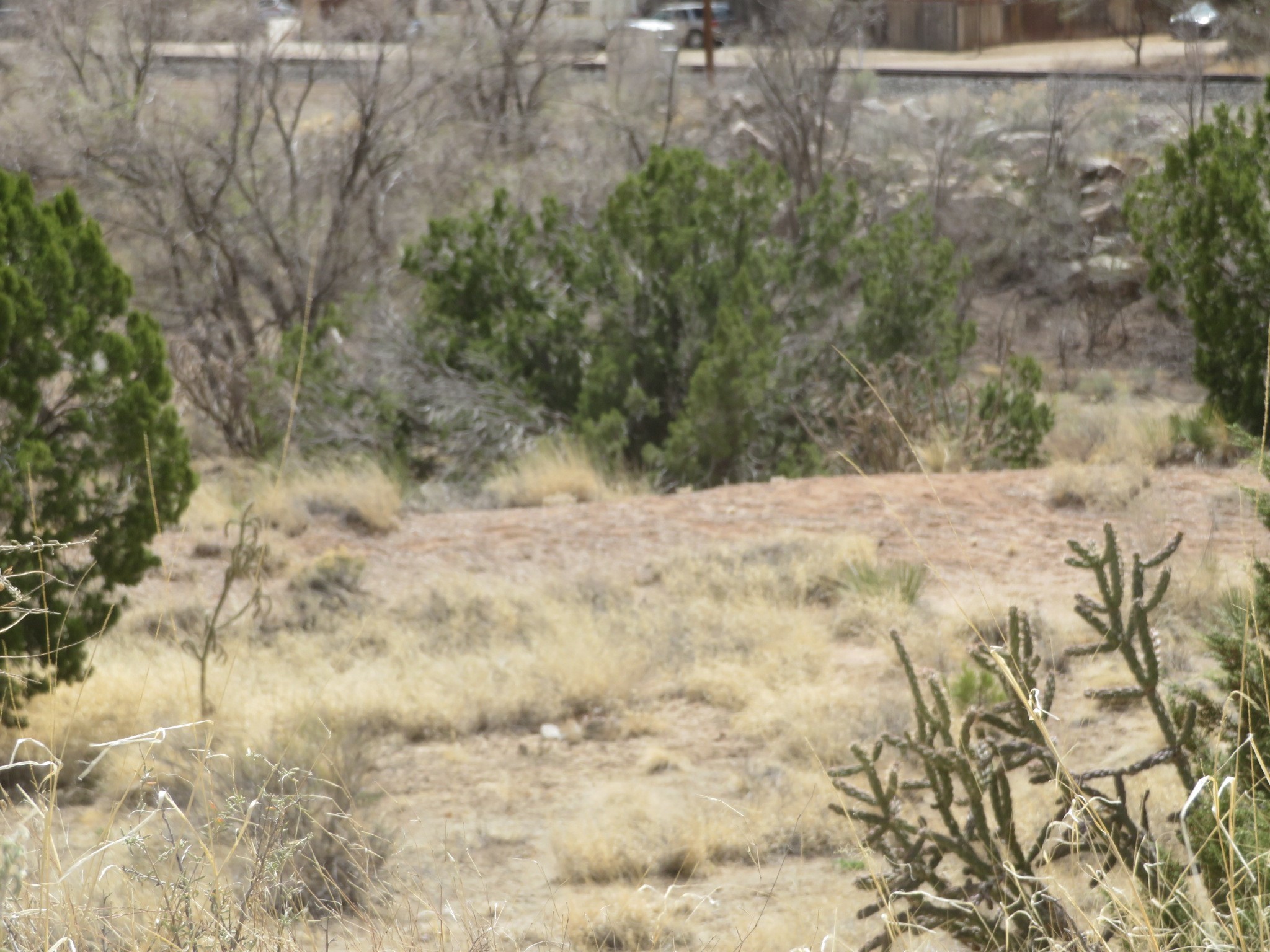 Yerba Buena, Cerrillos, New Mexico image 10