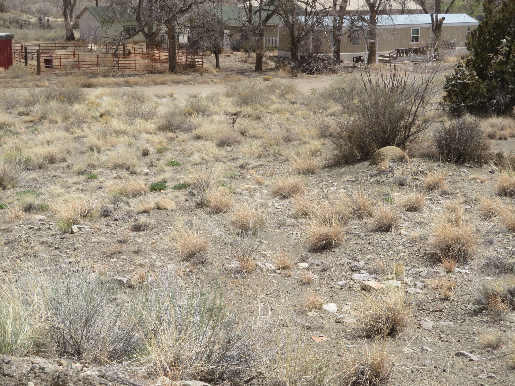 Yerba Buena, Cerrillos, New Mexico image 5