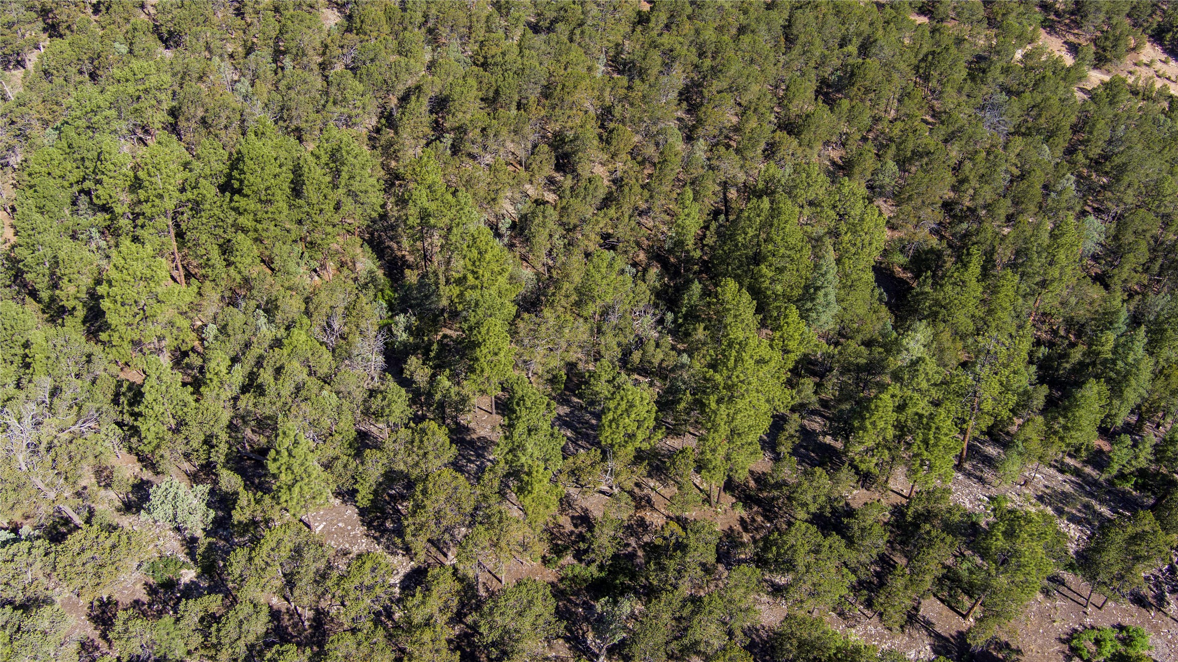 Lot 20 Dancing Hawk Drive, Pecos, New Mexico image 2