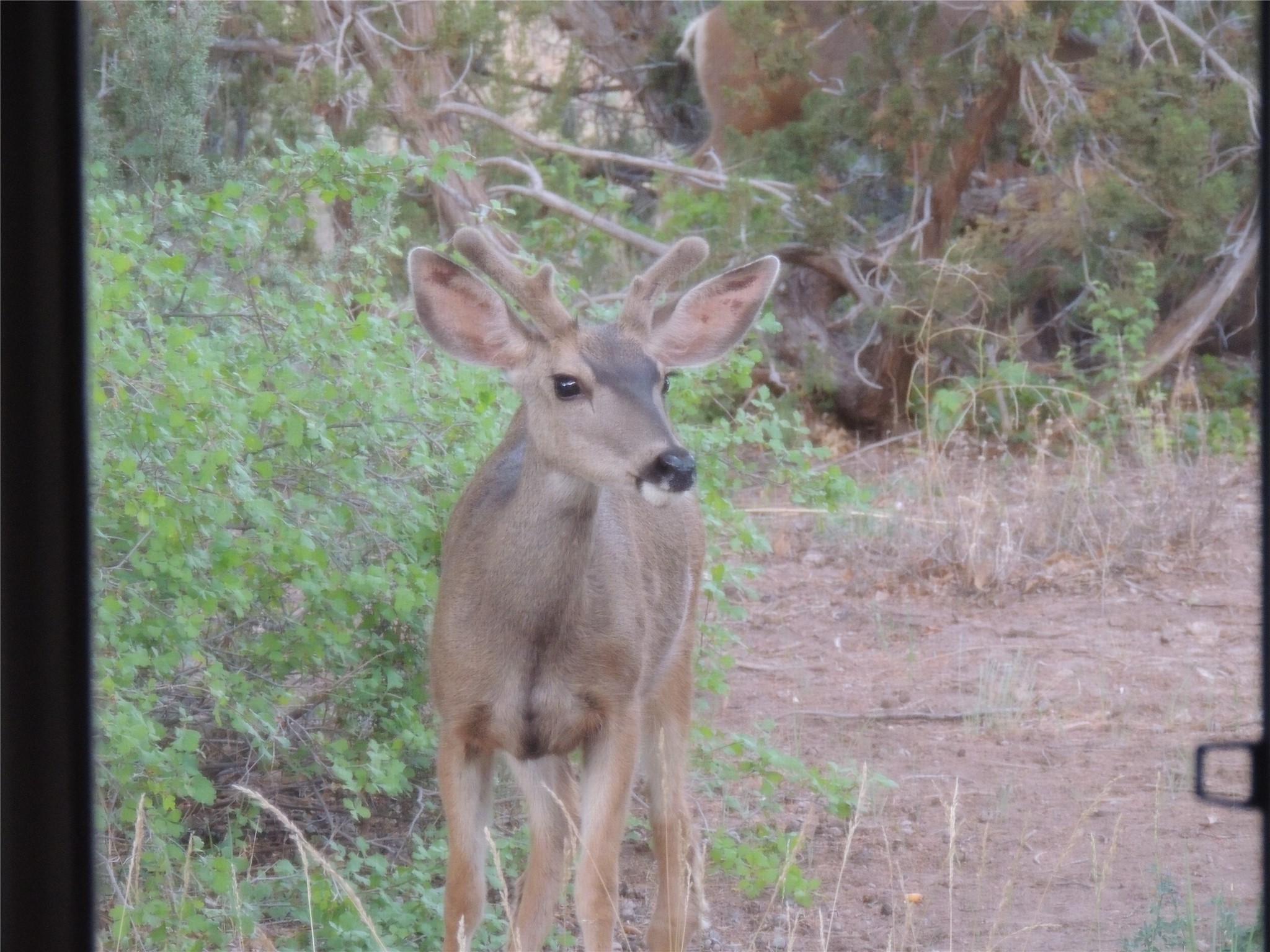 83 Paseo De San Antonio, Placitas, New Mexico image 39