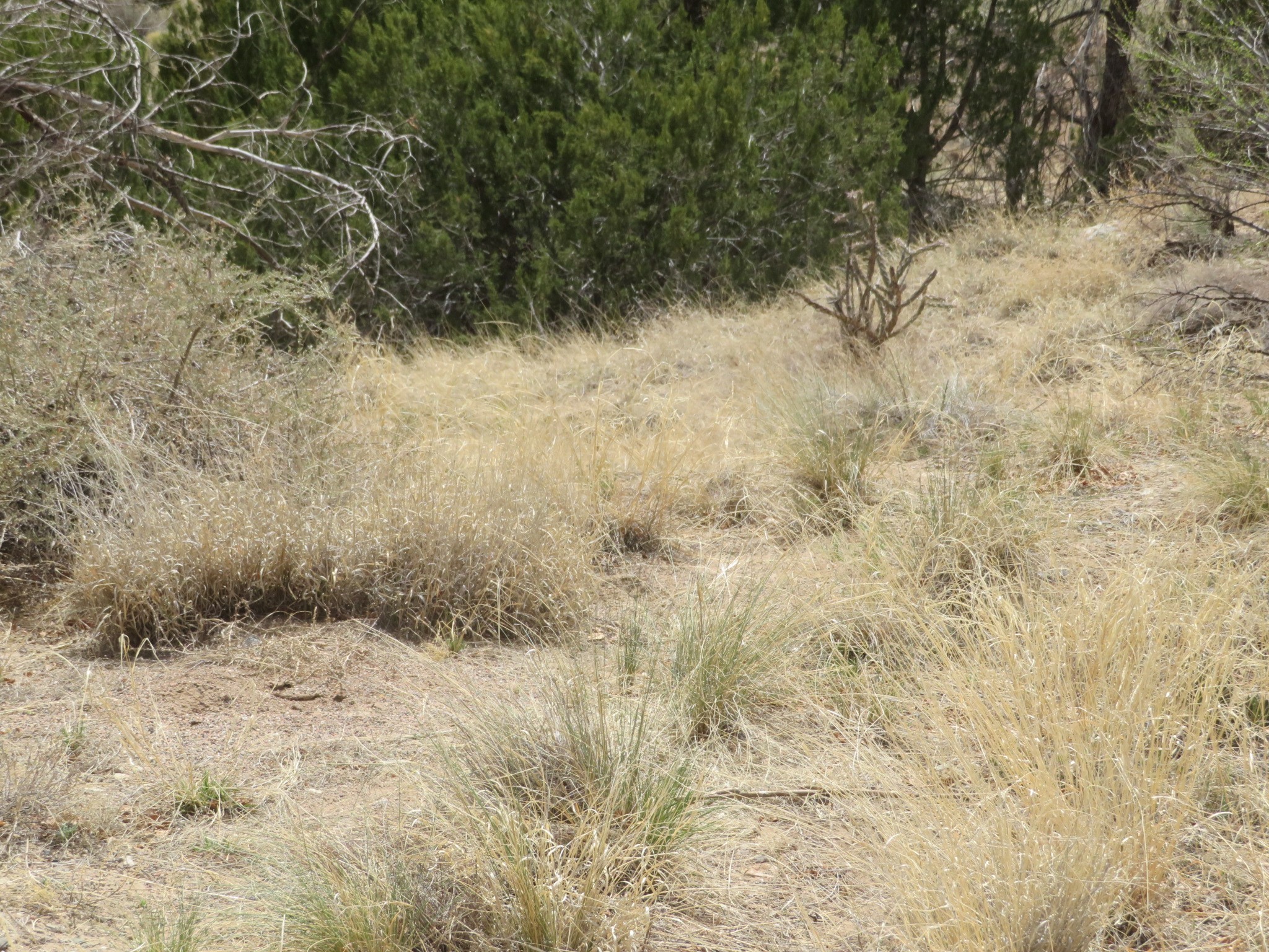 Unassigned Nm 14 #3100 BLOCK OF NM 14, Cerrillos, New Mexico image 14