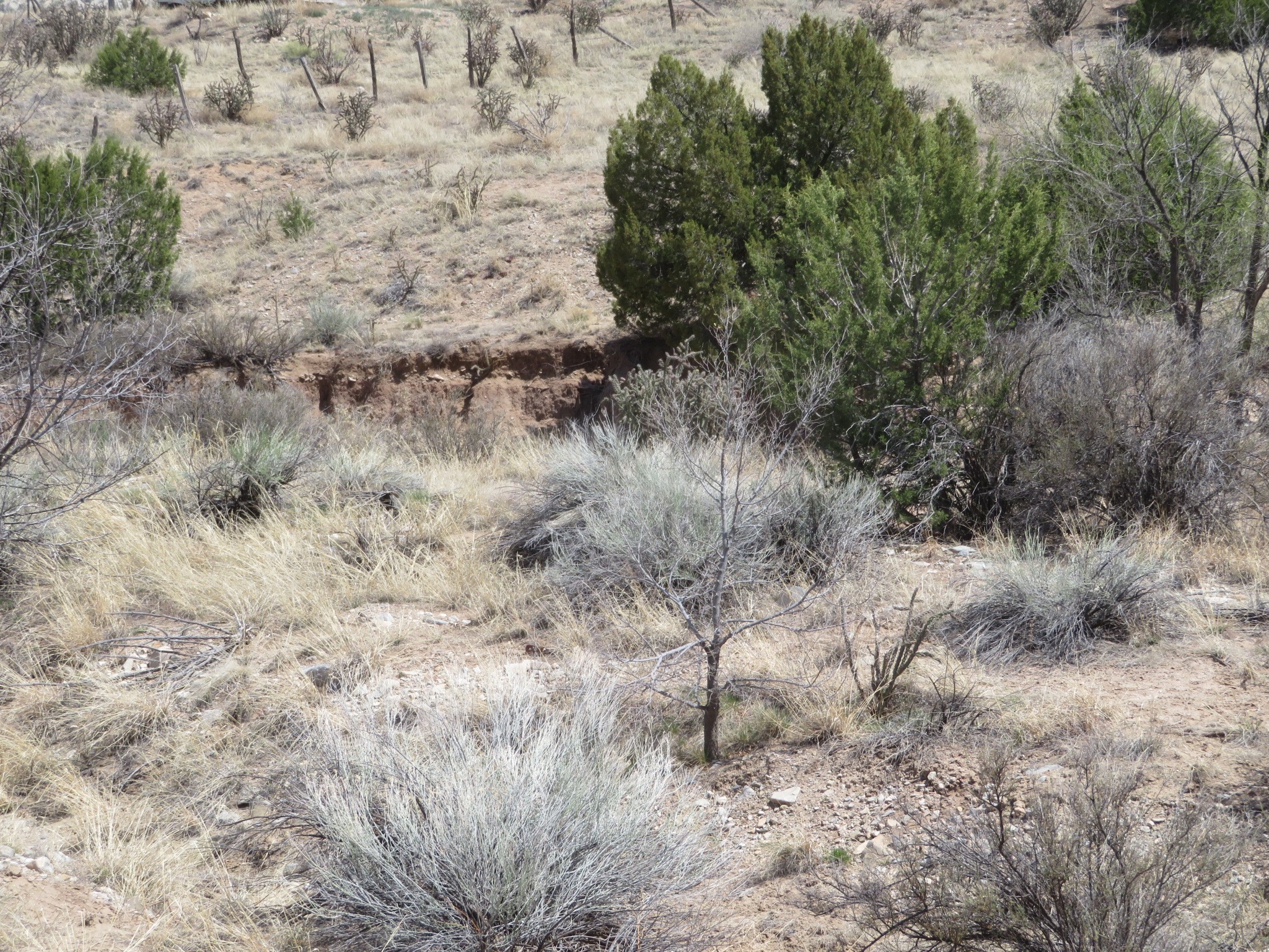 Unassigned Nm 14 #3100 BLOCK OF NM 14, Cerrillos, New Mexico image 4