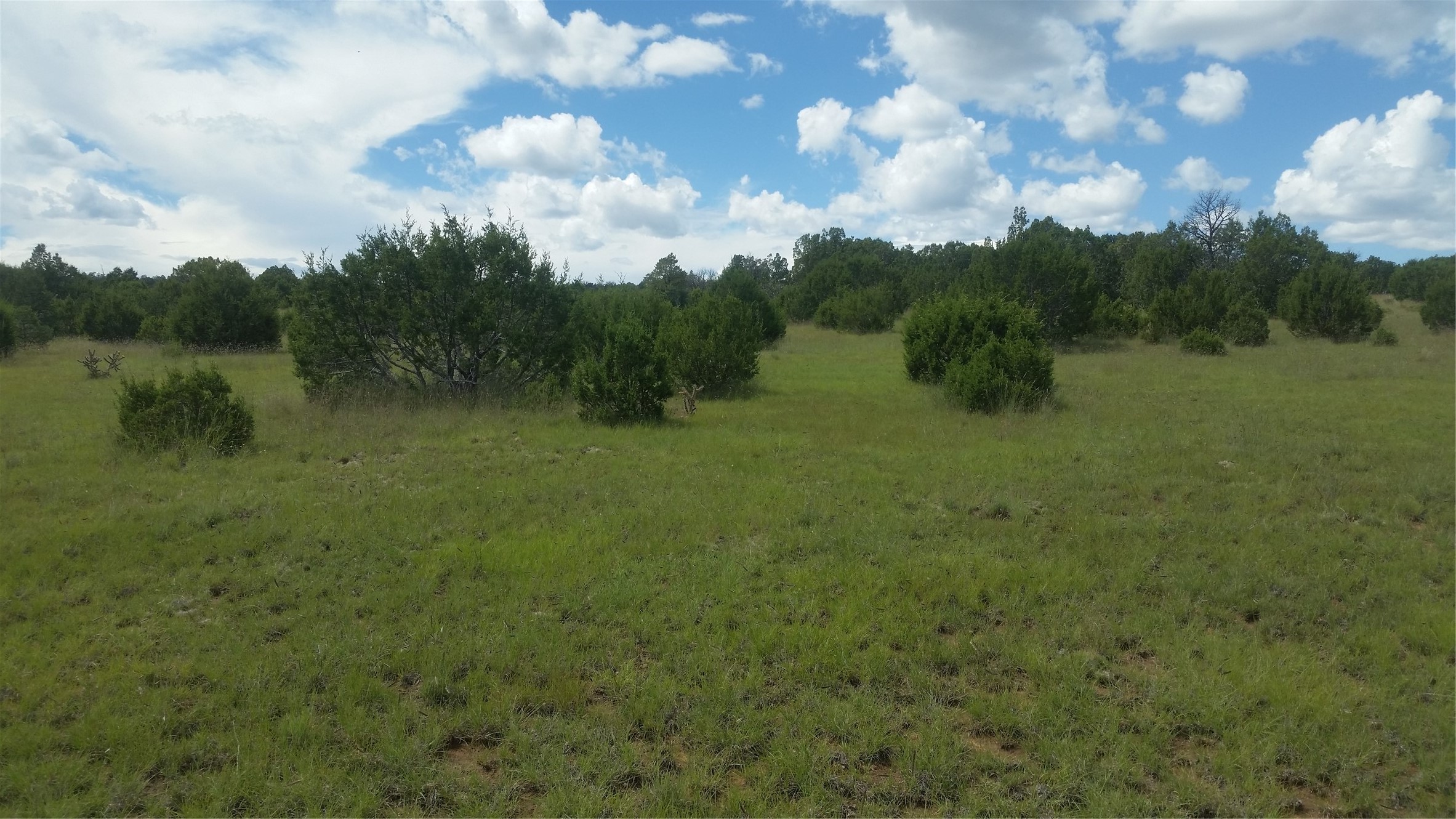 626 County Road B36, Ribera, New Mexico image 18