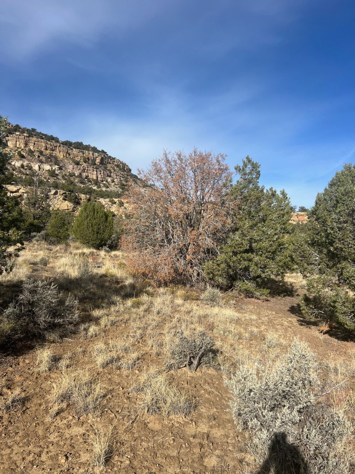 Navajo City Acres, Navajo Dam, New Mexico image 3