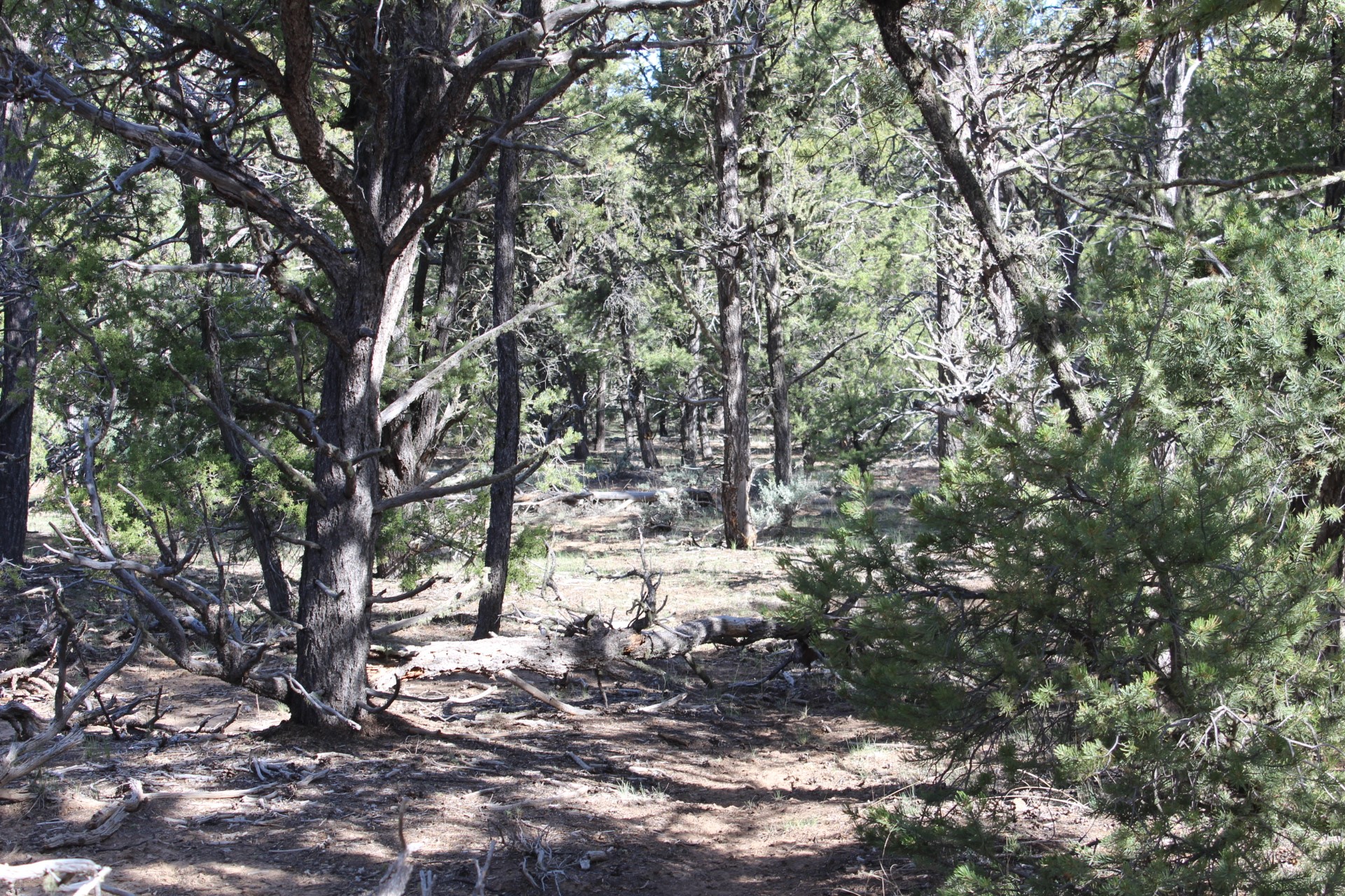 101 Naranjo Creek - Photo 2
