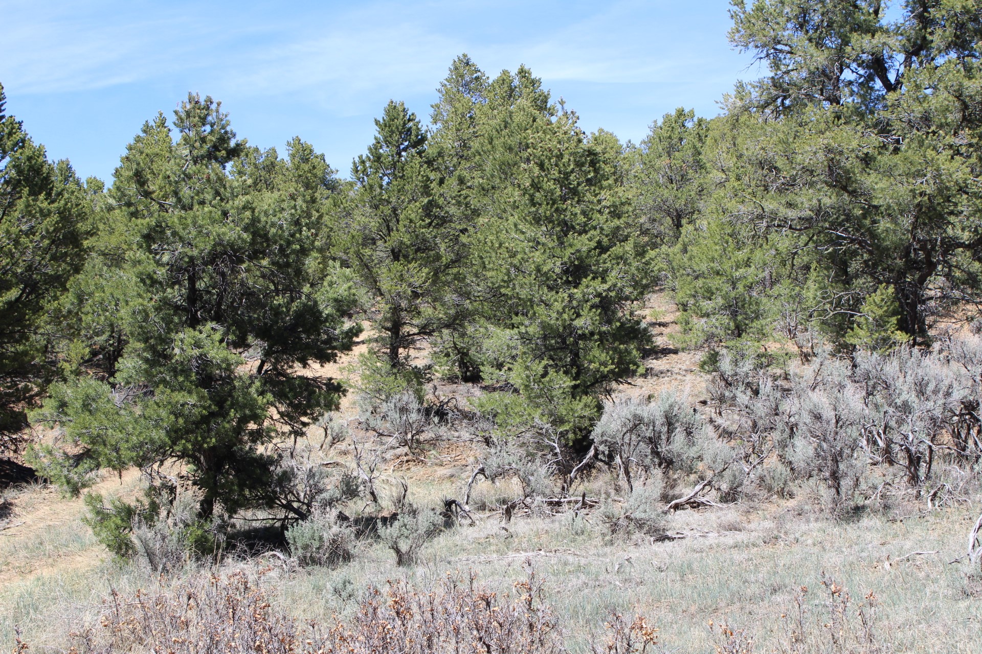 101 Naranjo Creek - Photo 3