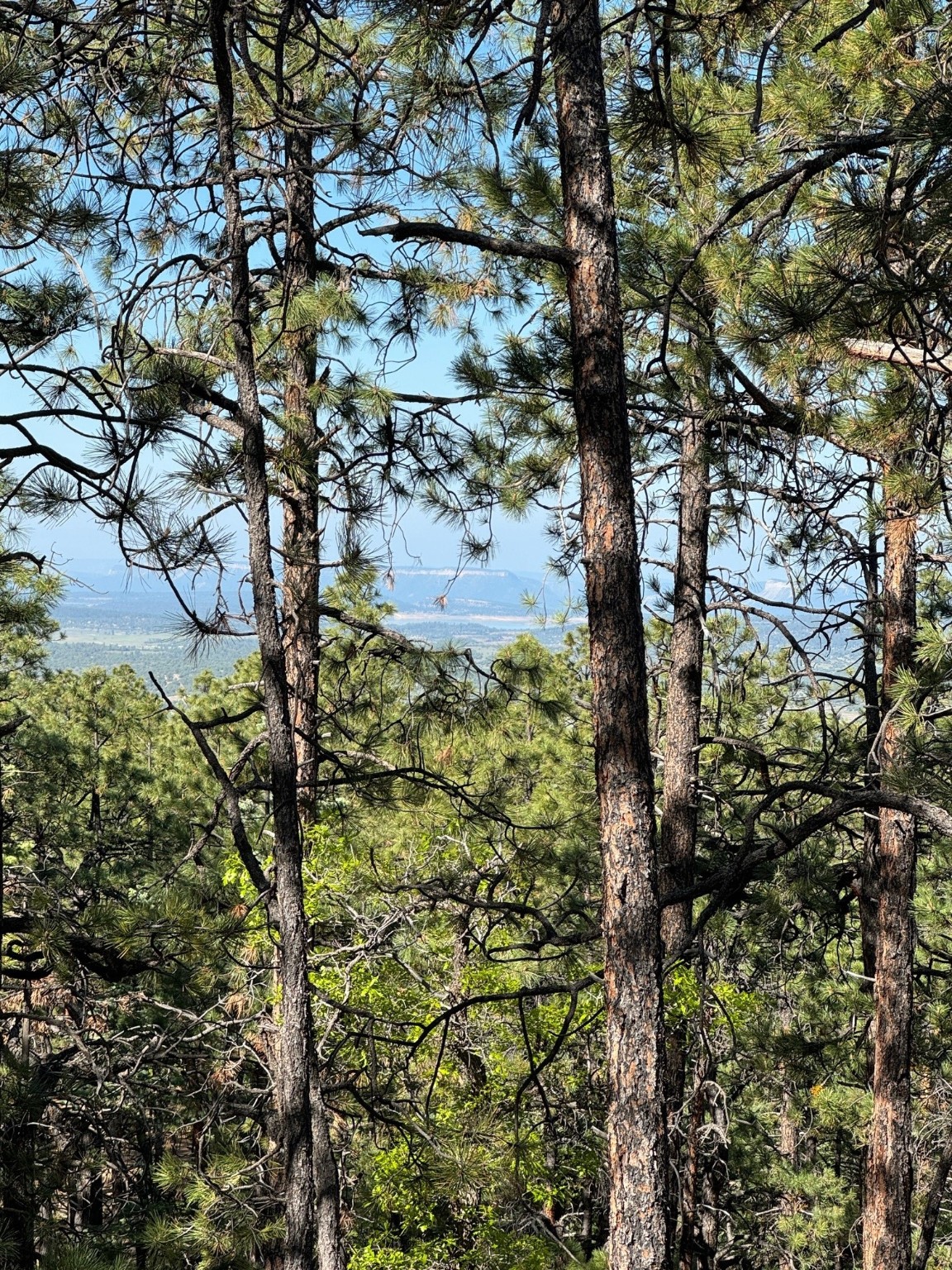 TBD Pd 1781, Chama, New Mexico image 2