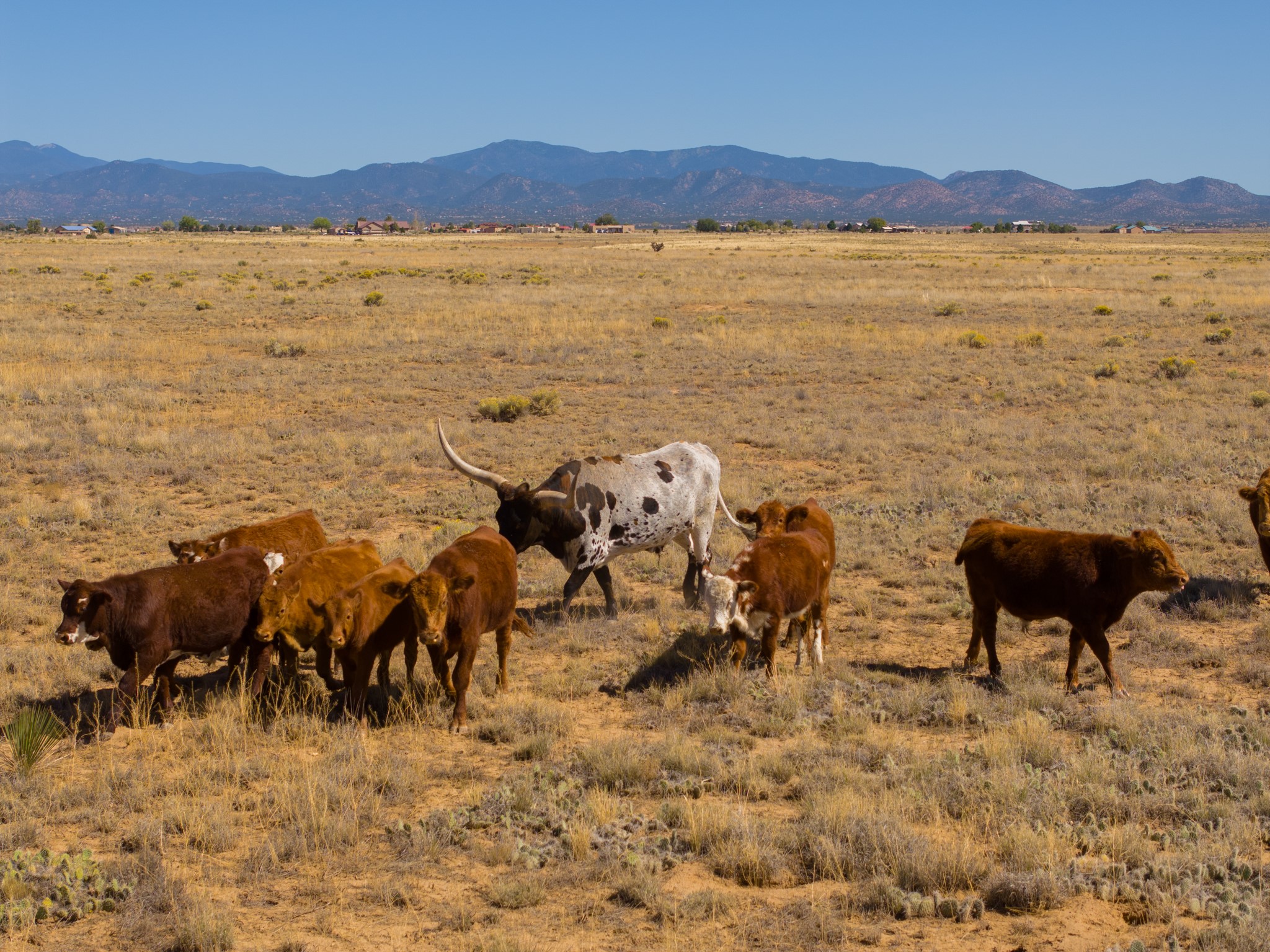 4006 Nm 14, Santa Fe, New Mexico image 1