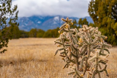 Tiny photo for TBD Three Sisters, Cerrillos, NM 87010 (MLS # 202342069)