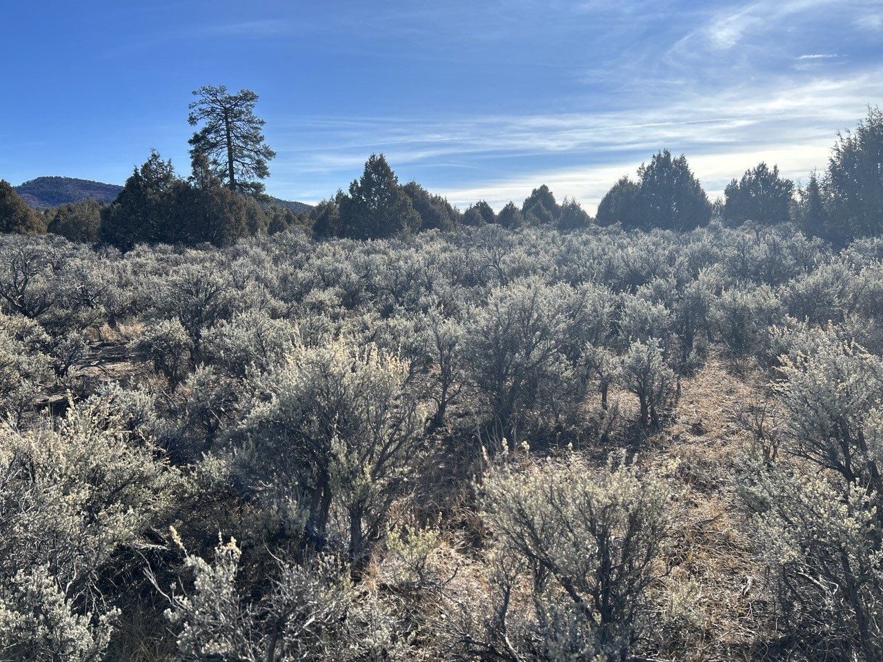 TBD 3 Lots 1 Acre Chama River Estates, Tierra Amarilla, New Mexico image 3